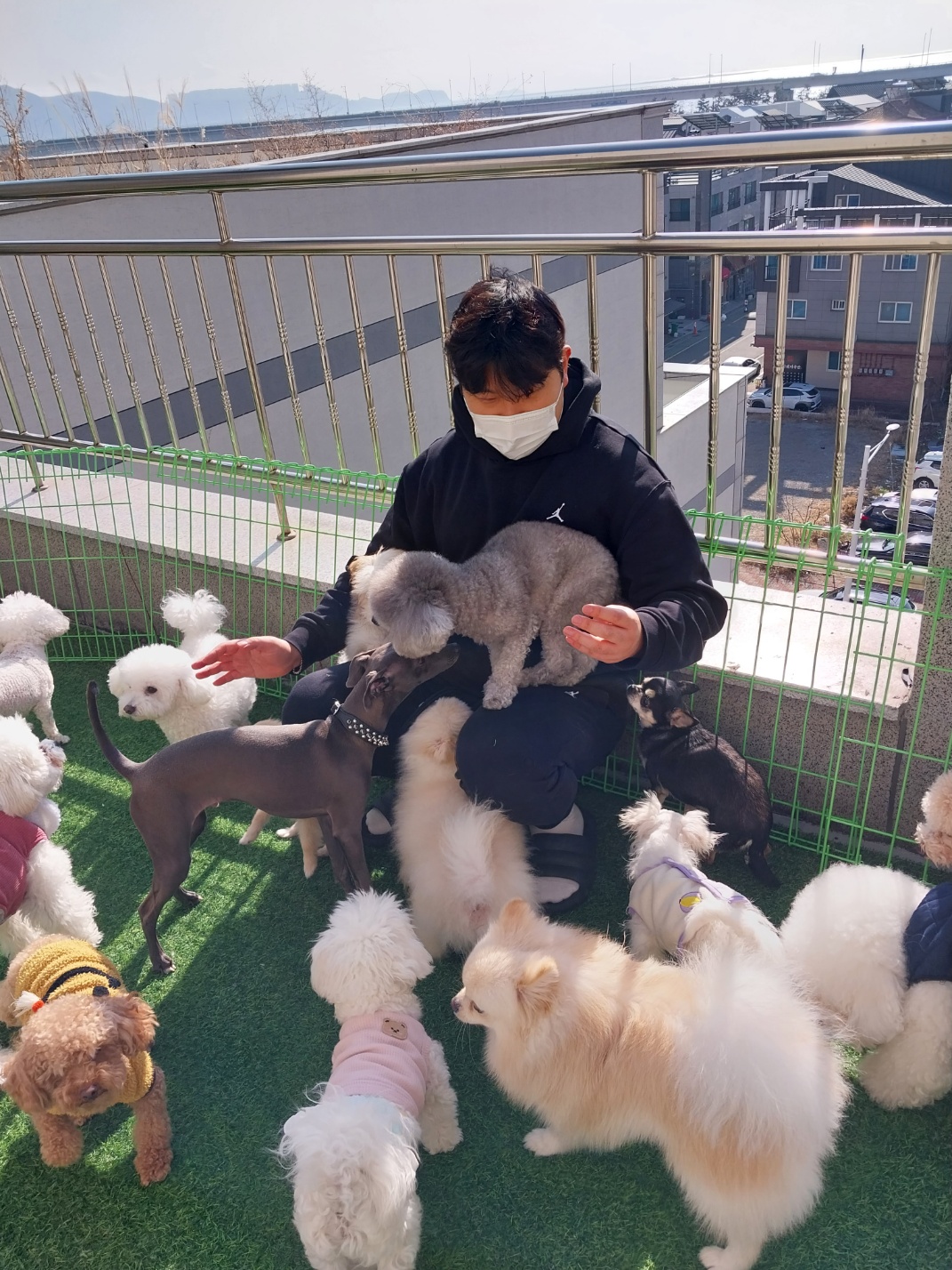 명지애견유치원호텔 댕즈니랜드 본점