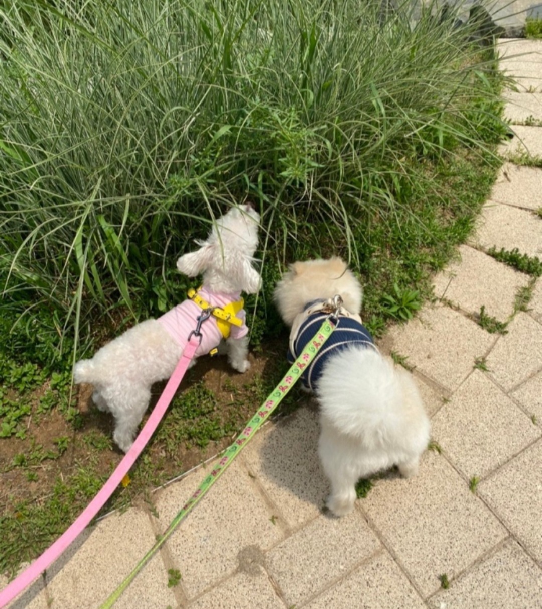 르라움 애견호텔 유치원 신암점 대표 이미지