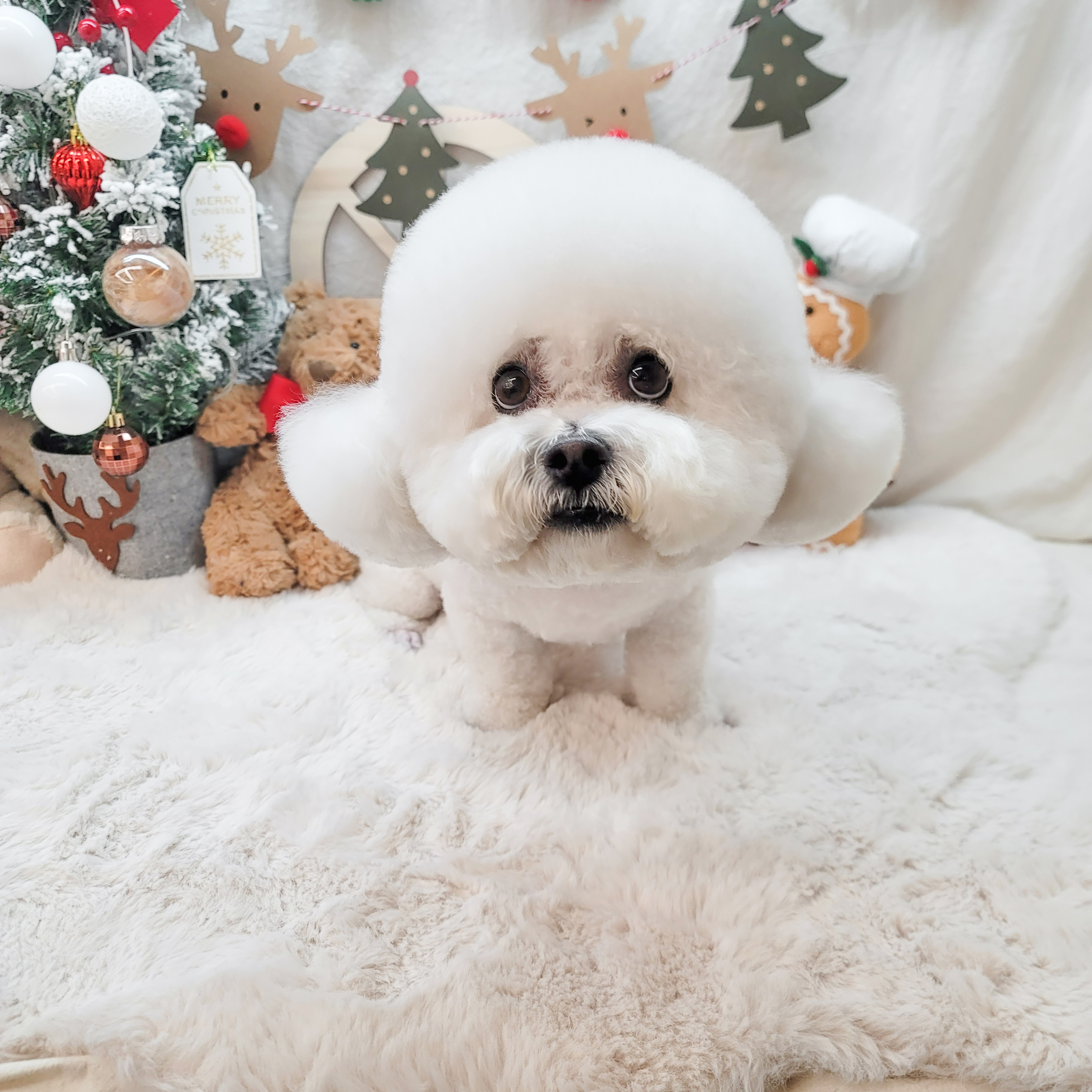 감성그루밍 대표 이미지