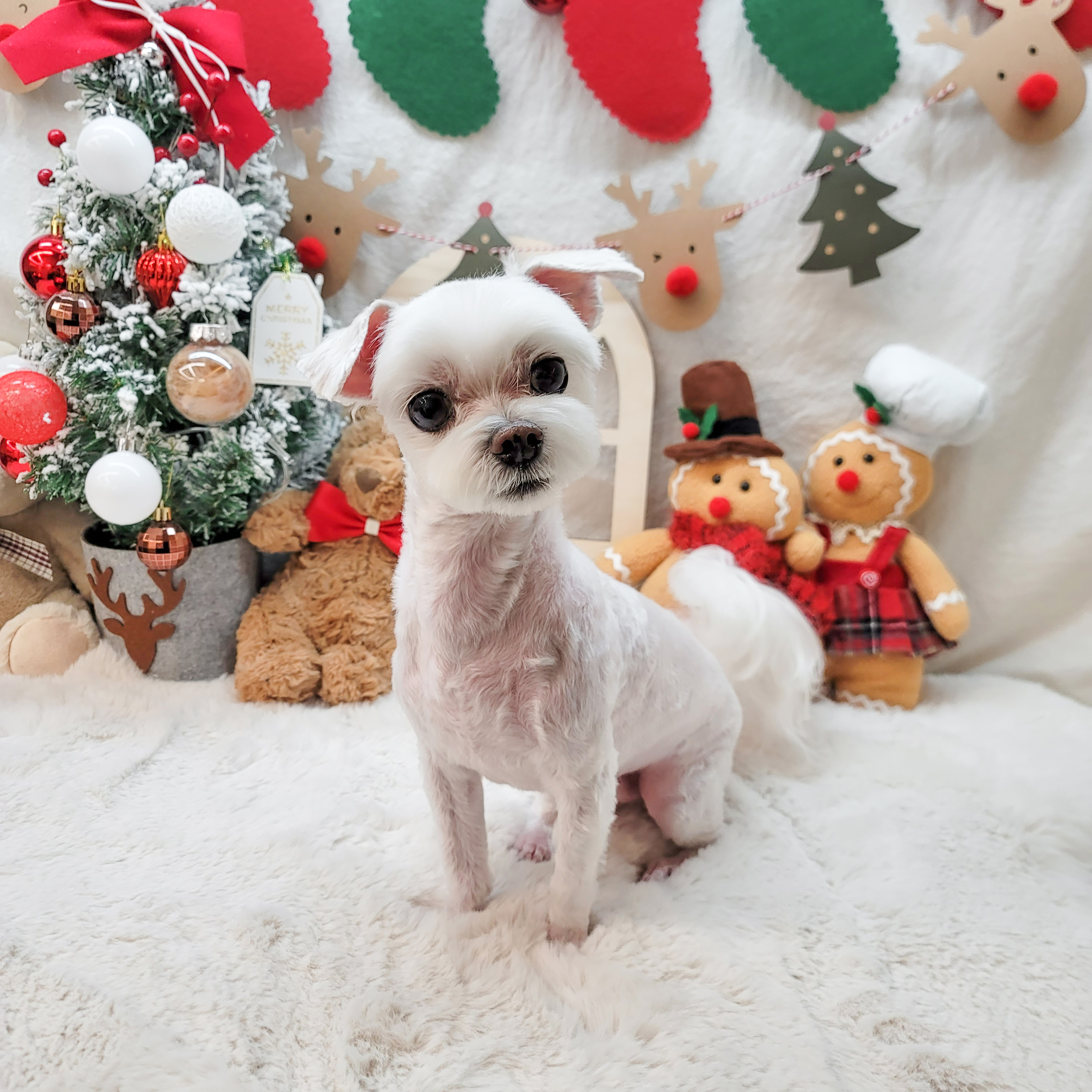 감성그루밍 대표 이미지