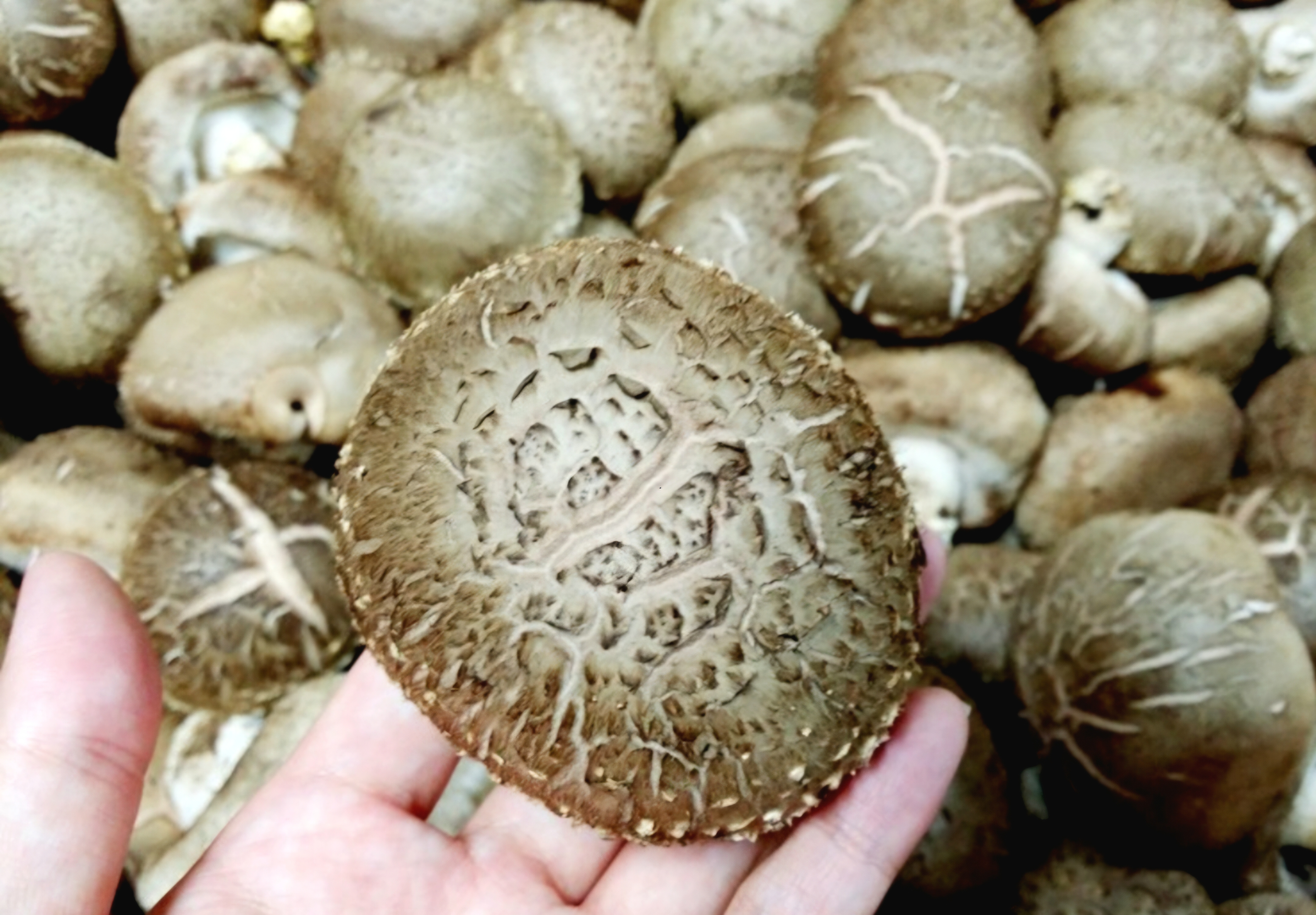 삼부농산