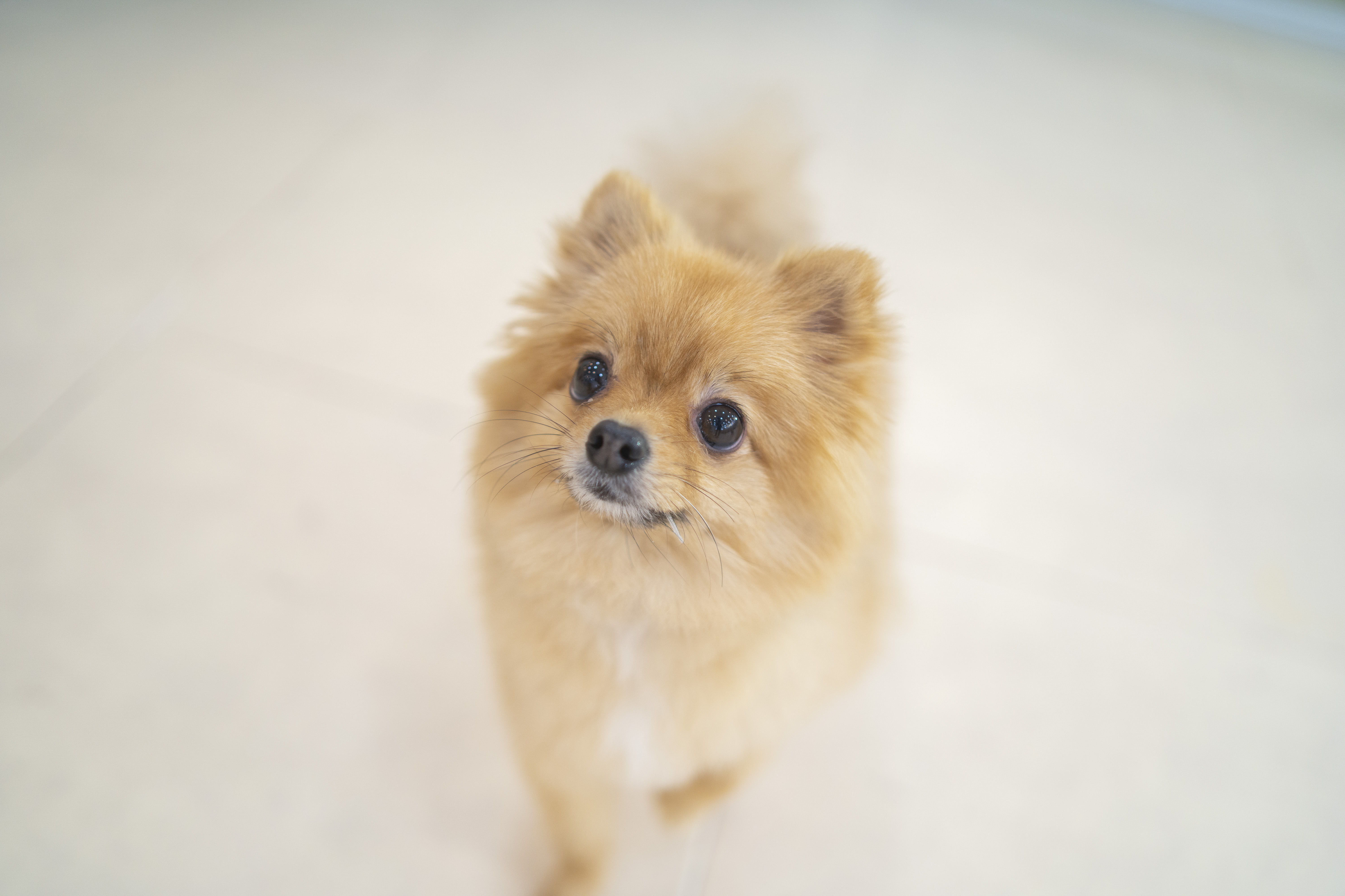 돌리샵 돌봄 애견호텔&유치원 대표 이미지