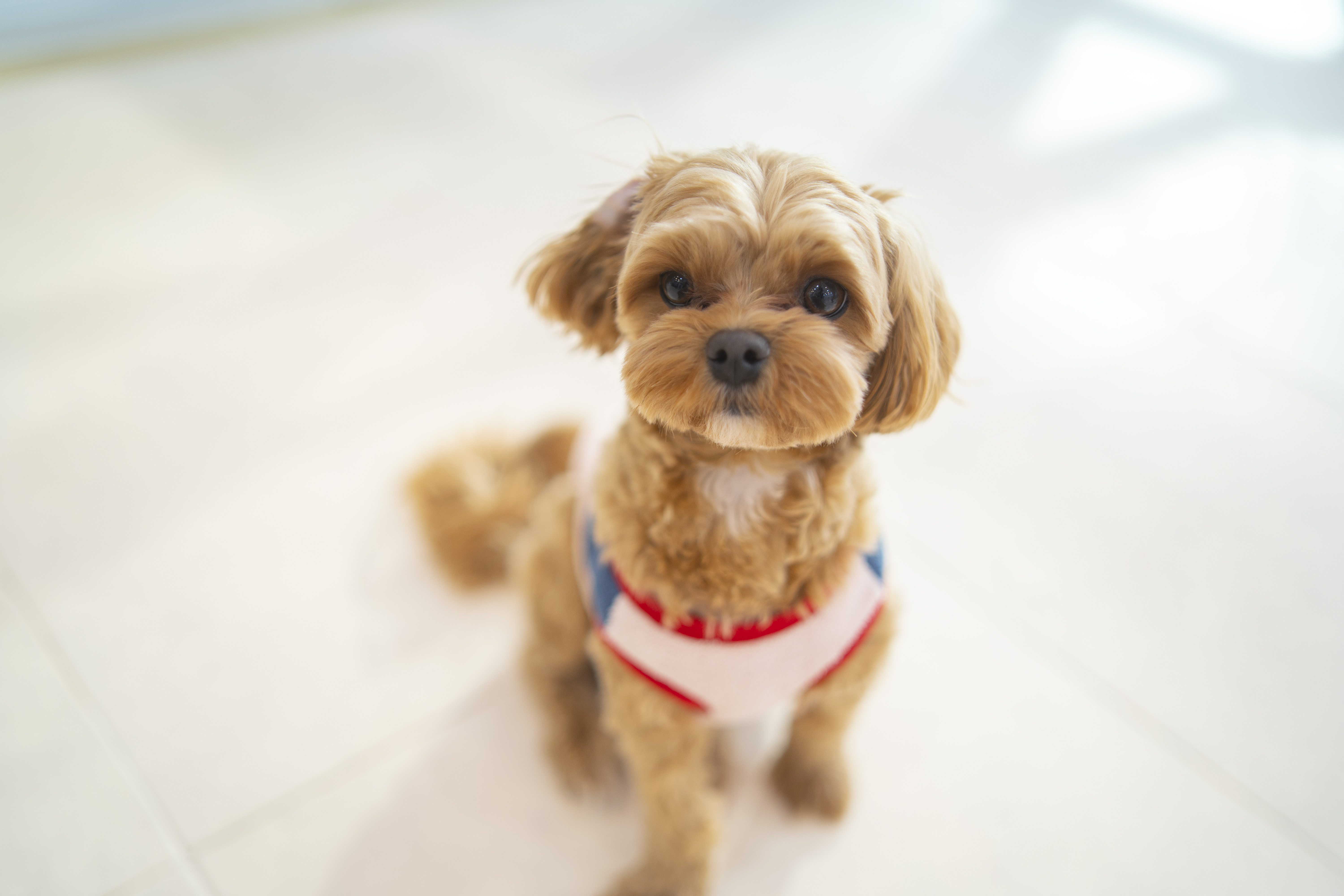 돌리샵 돌봄 애견호텔&유치원 대표 이미지