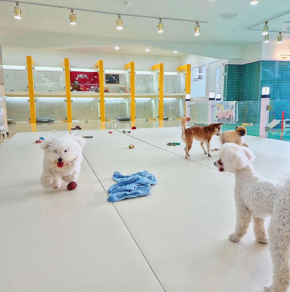 펫대손손 애견유치원&호텔 대표 이미지