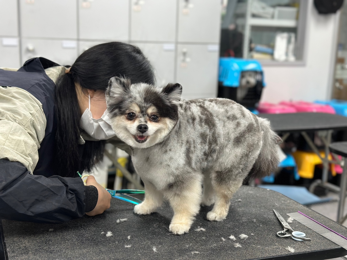 킴스애견미용학원 대표 이미지