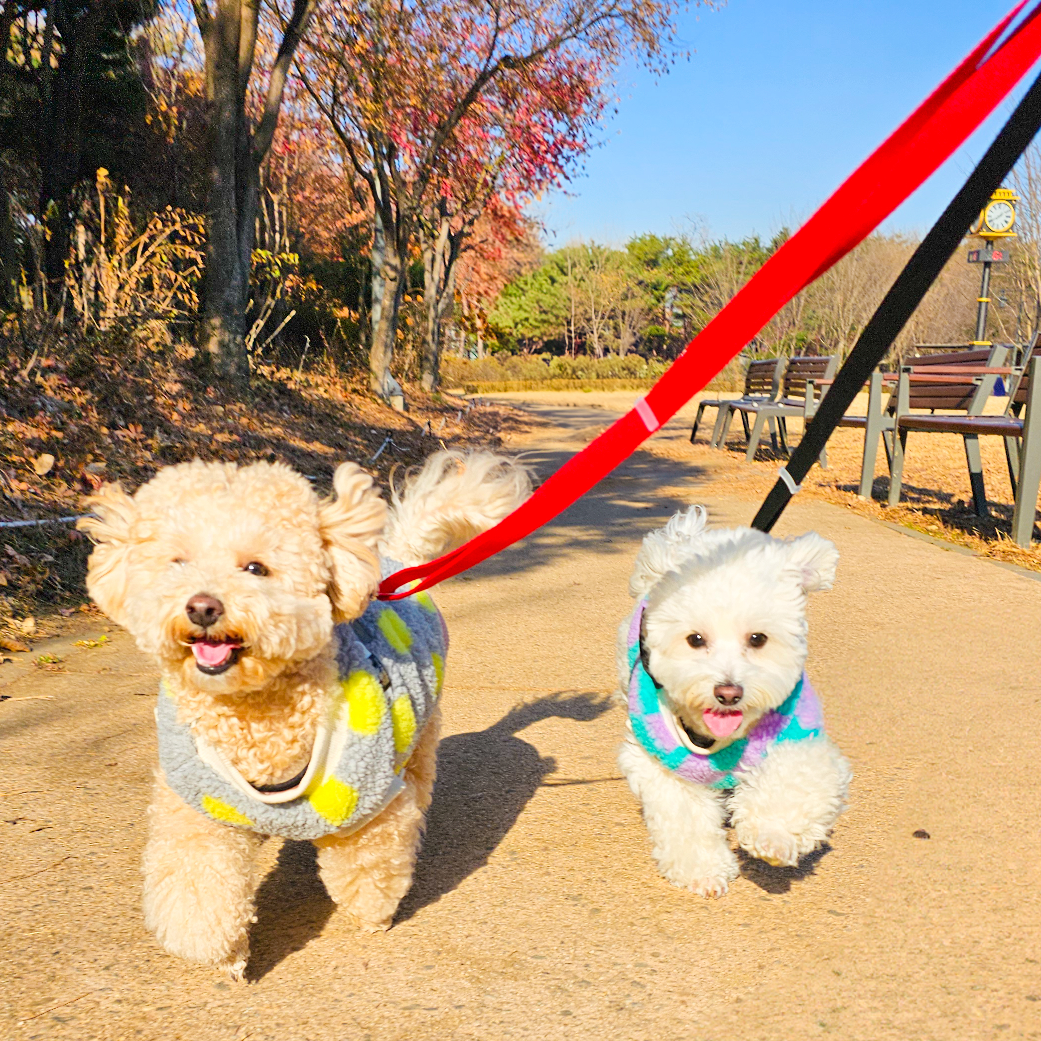 디오네 도그케어 대표 이미지