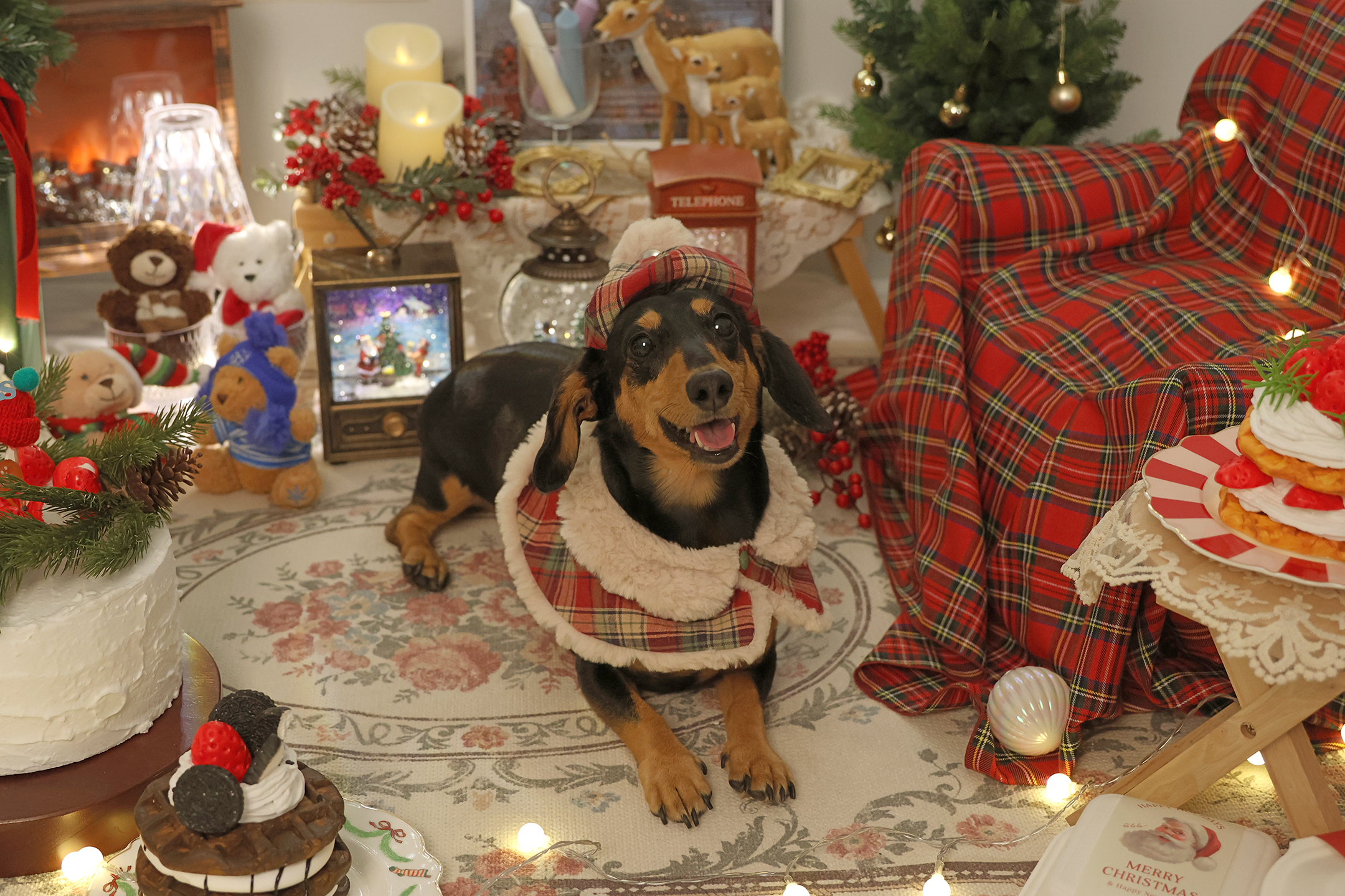 다온멍스쿨 애견유치원 &24시 애견호텔 대표 이미지