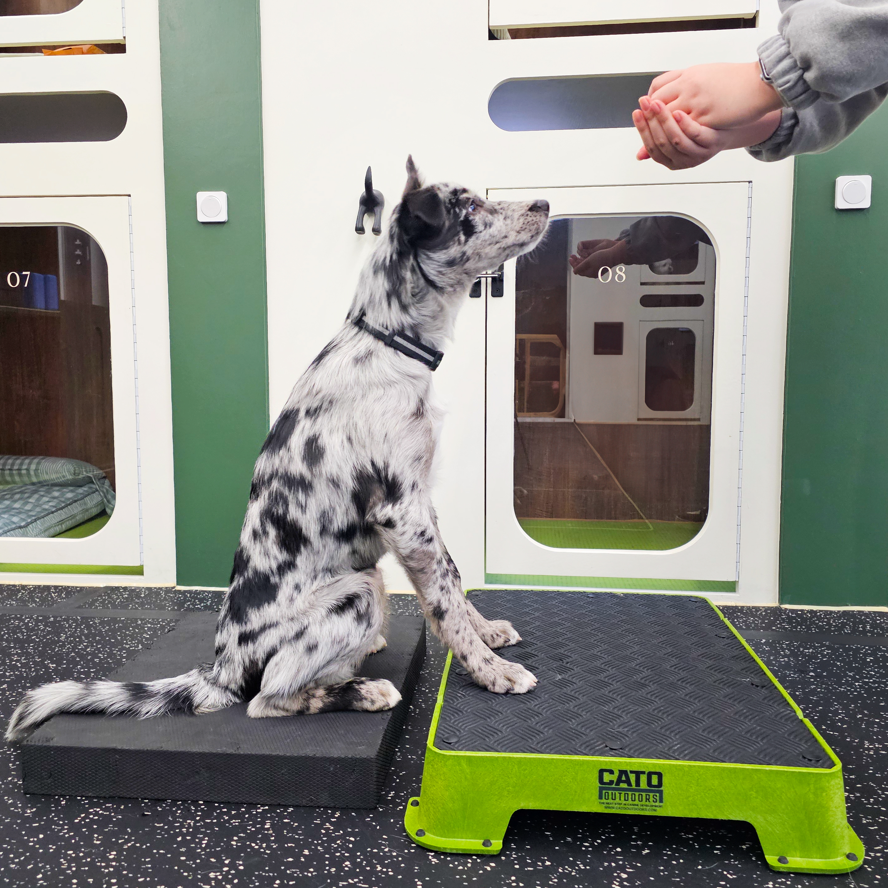 디오네 도그케어 애견유치원&애견호텔 대표 이미지