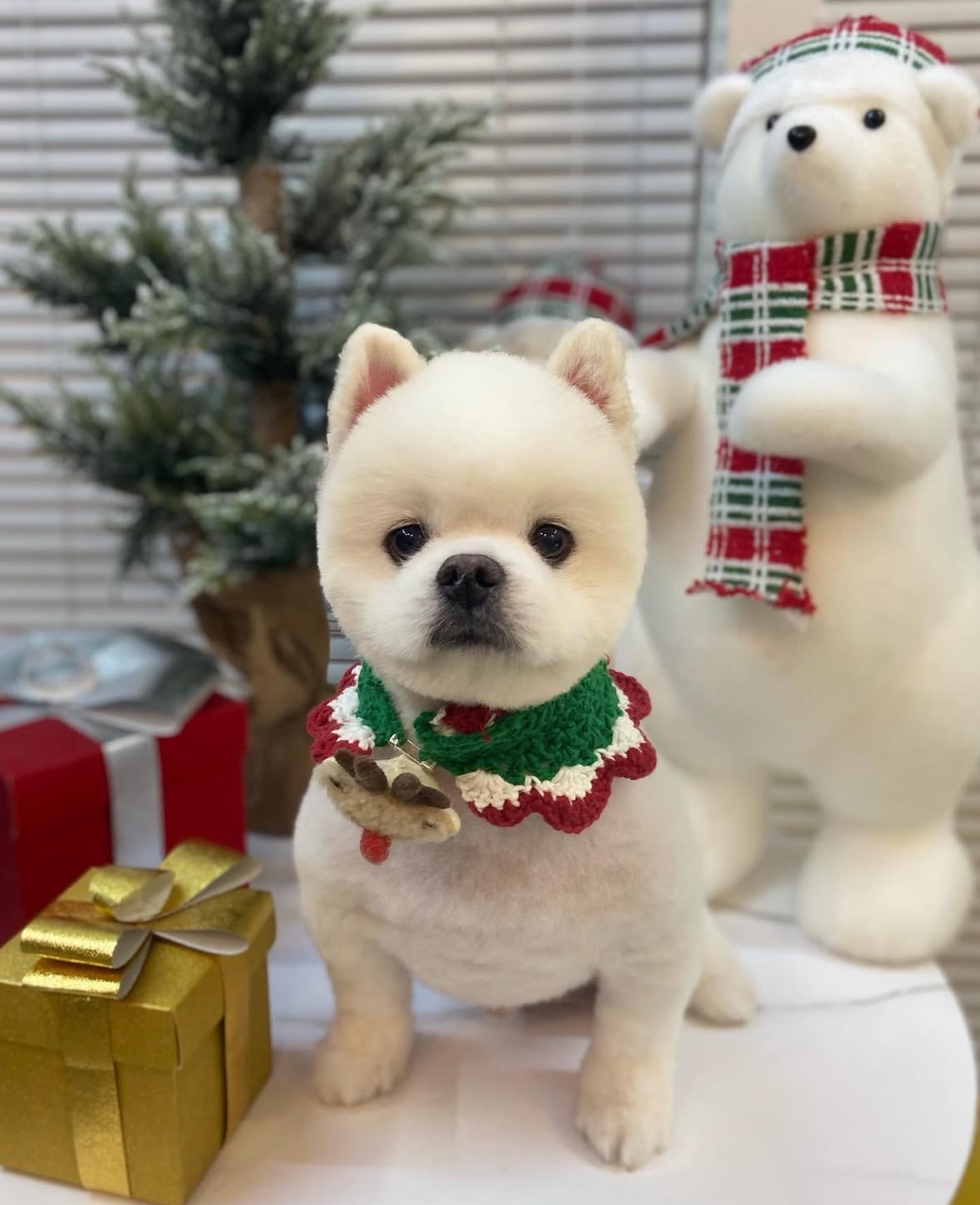 옥정강아지 대표 이미지