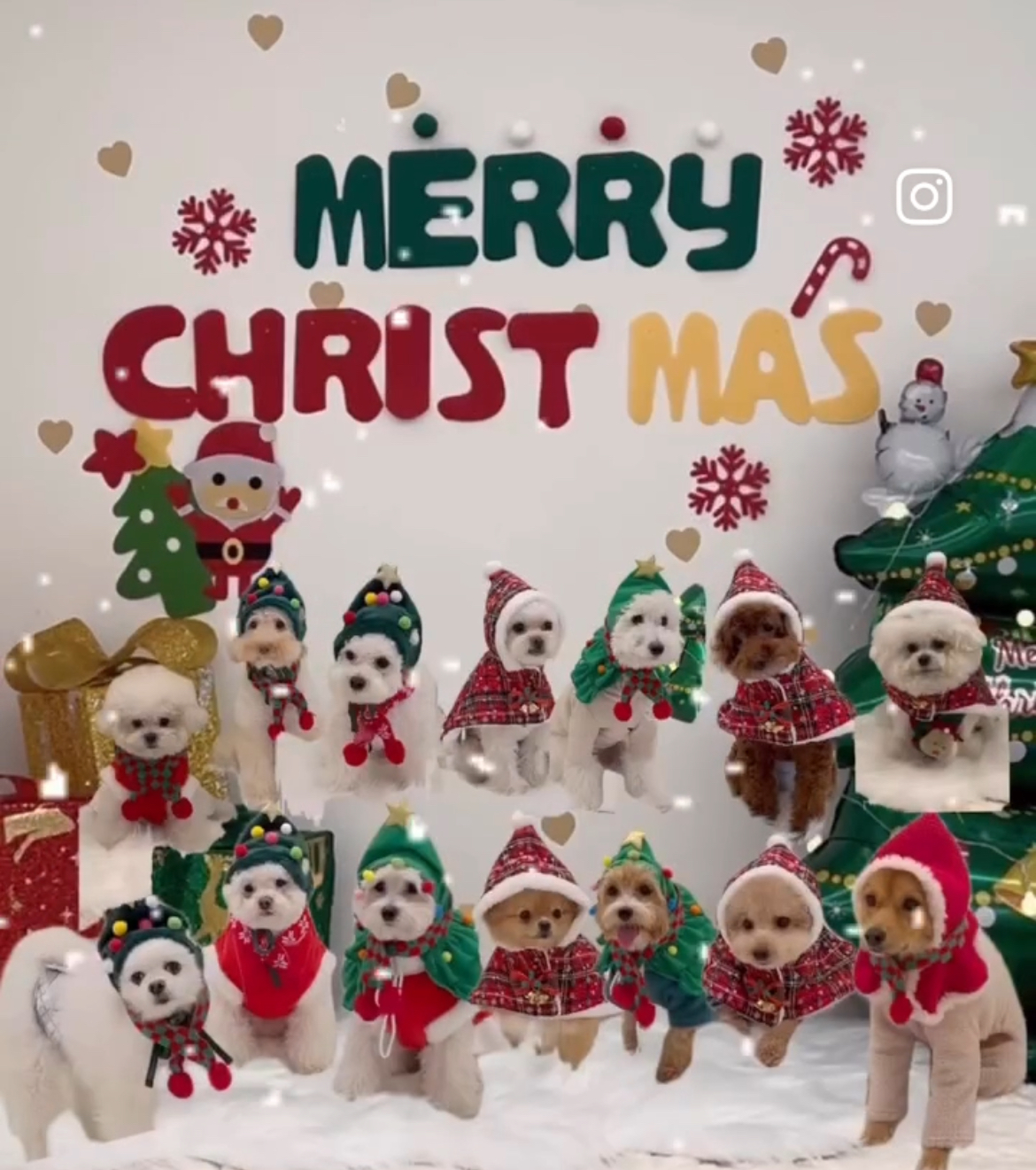 강놀애견유치원 대표 이미지