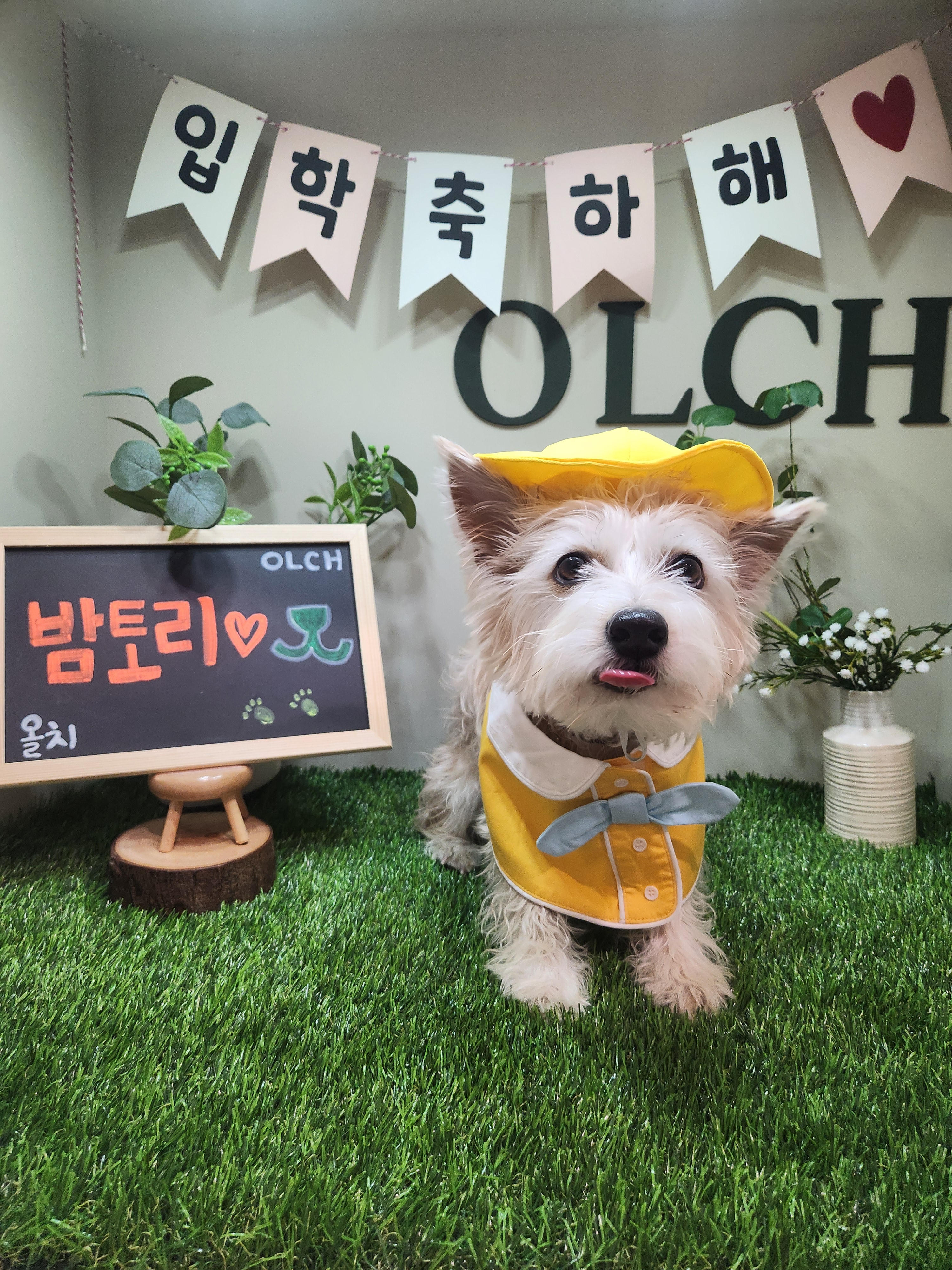 올치강아지유치원 대표 이미지