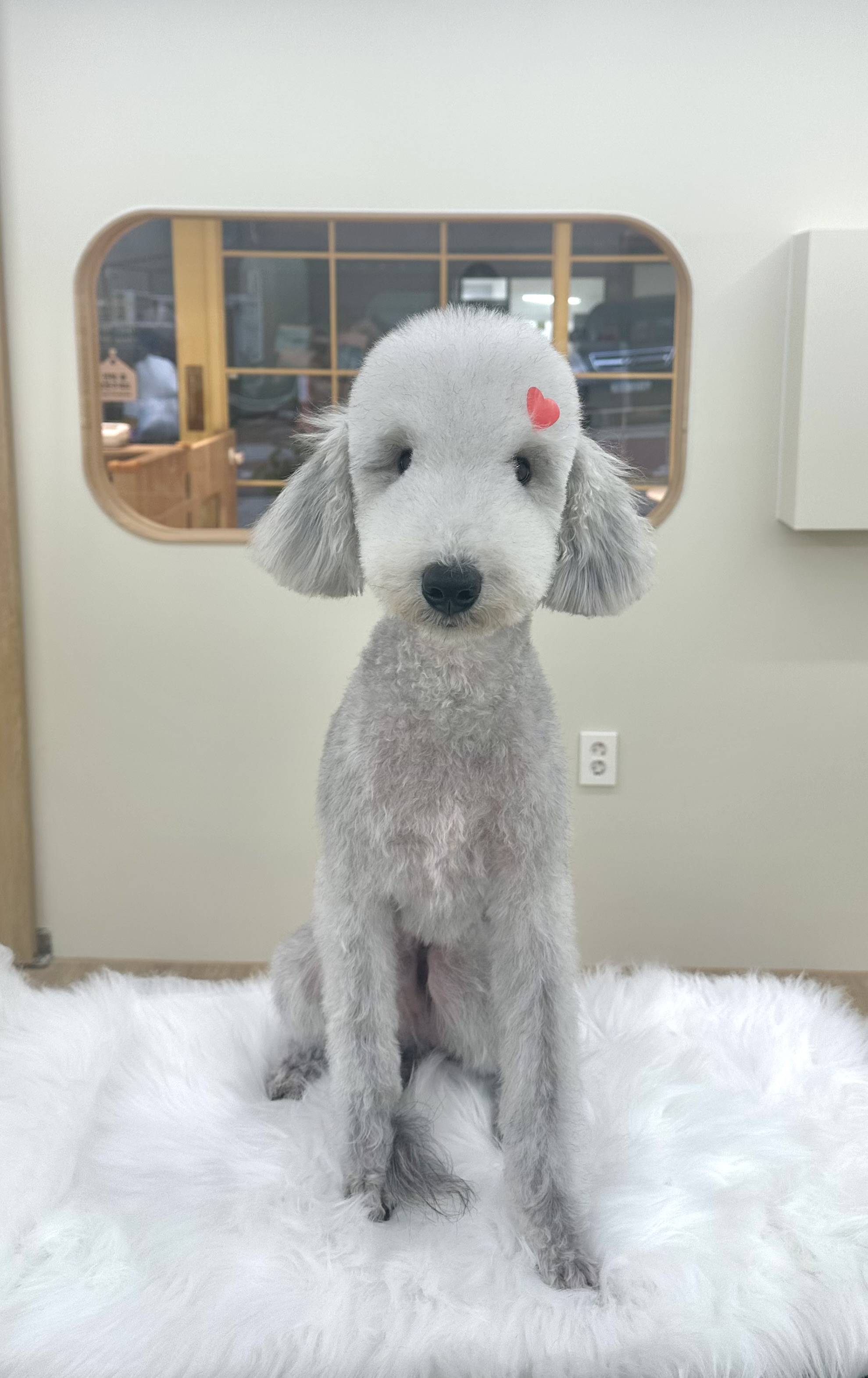 네추럴그루밍 대표 이미지