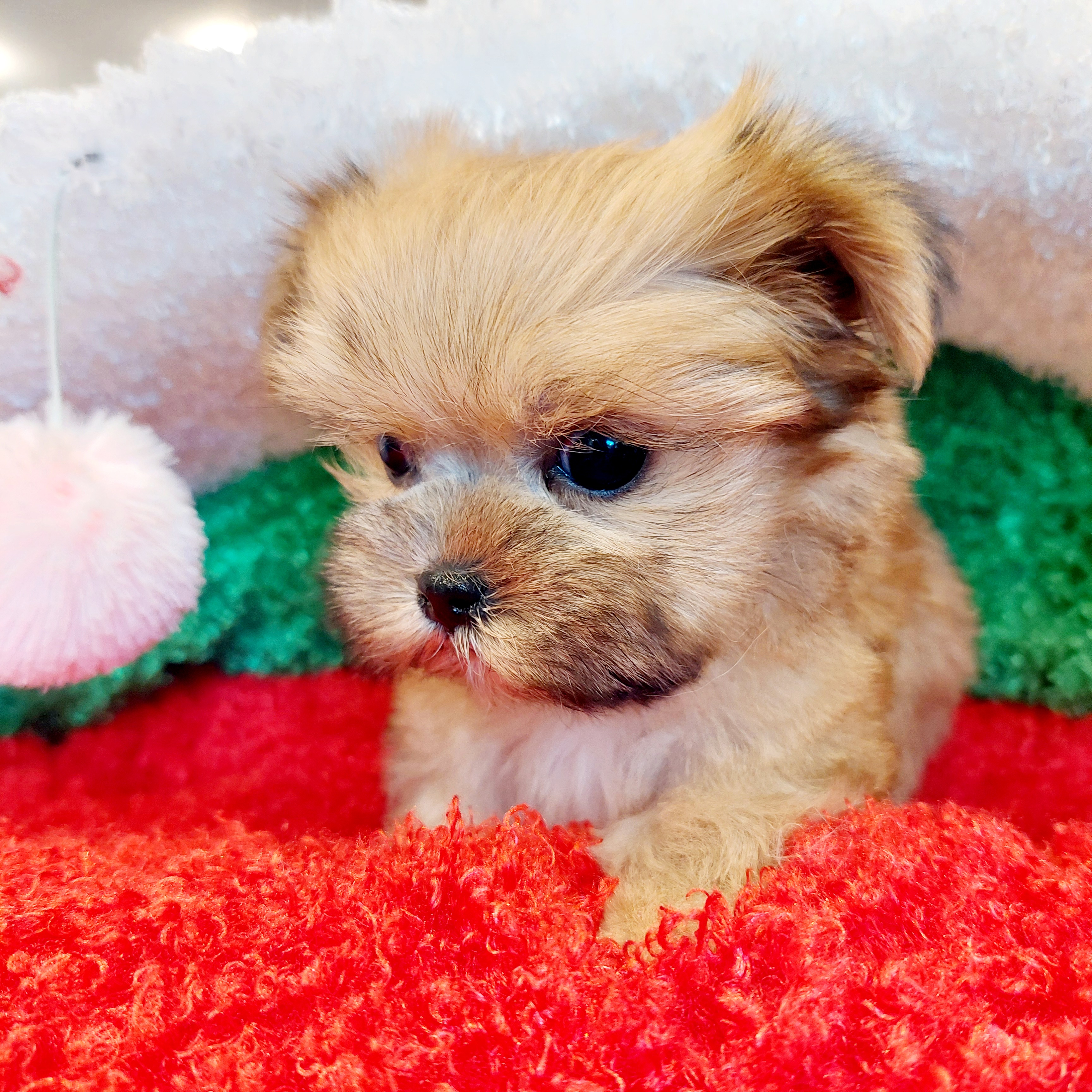 나라애견 대표 이미지