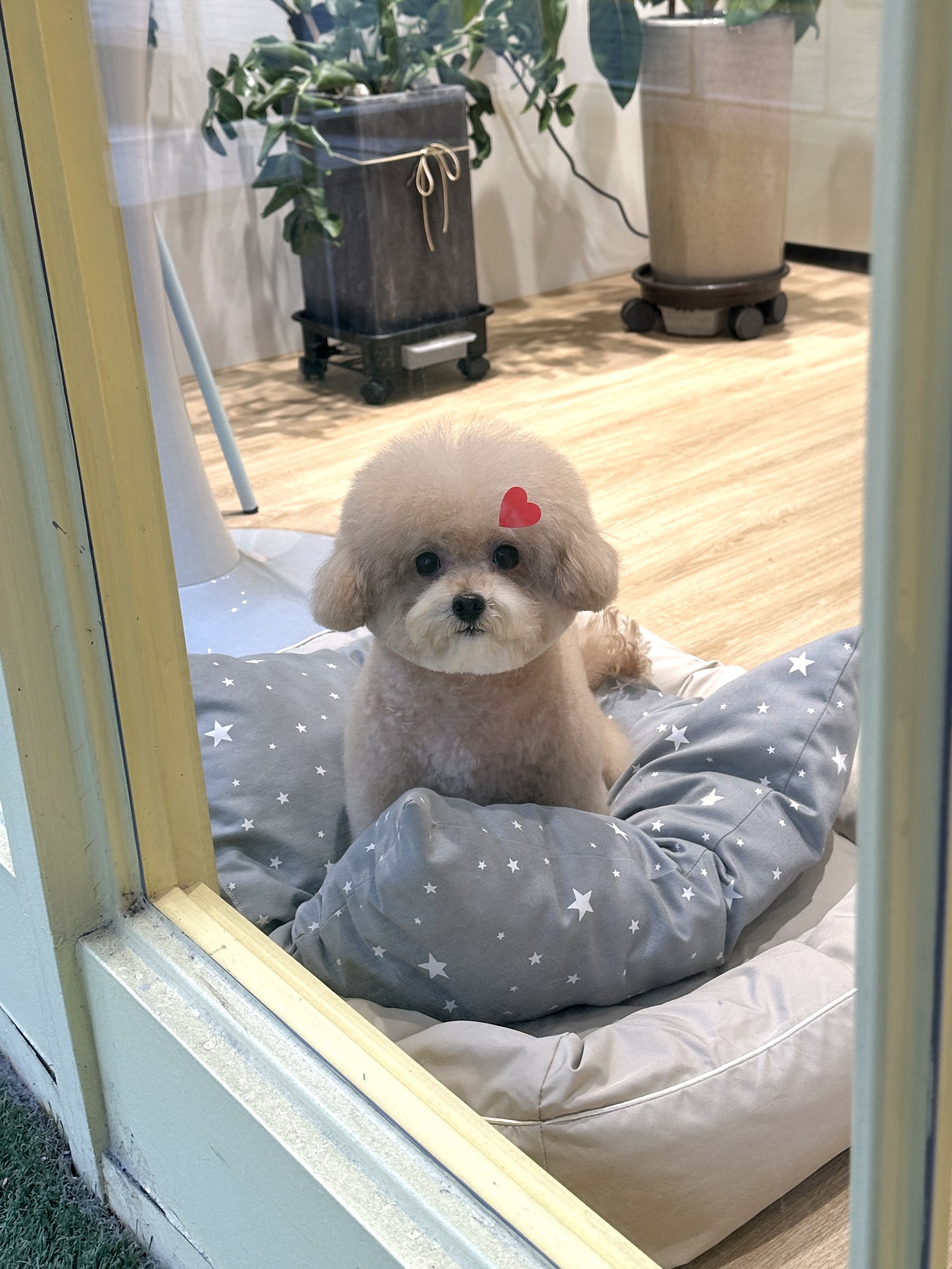 네추럴그루밍 대표 이미지