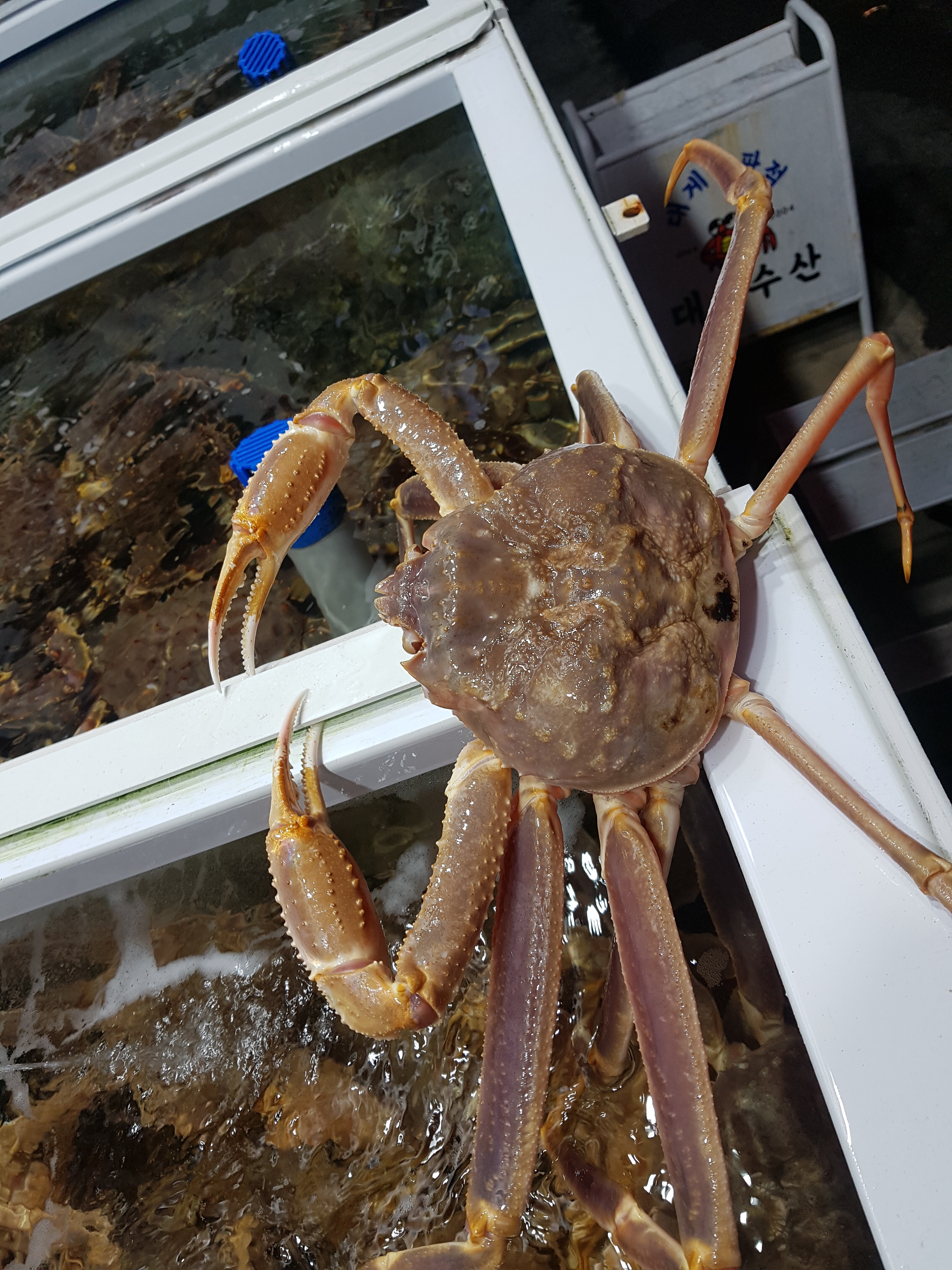 대성수산 대게직판점 창원점