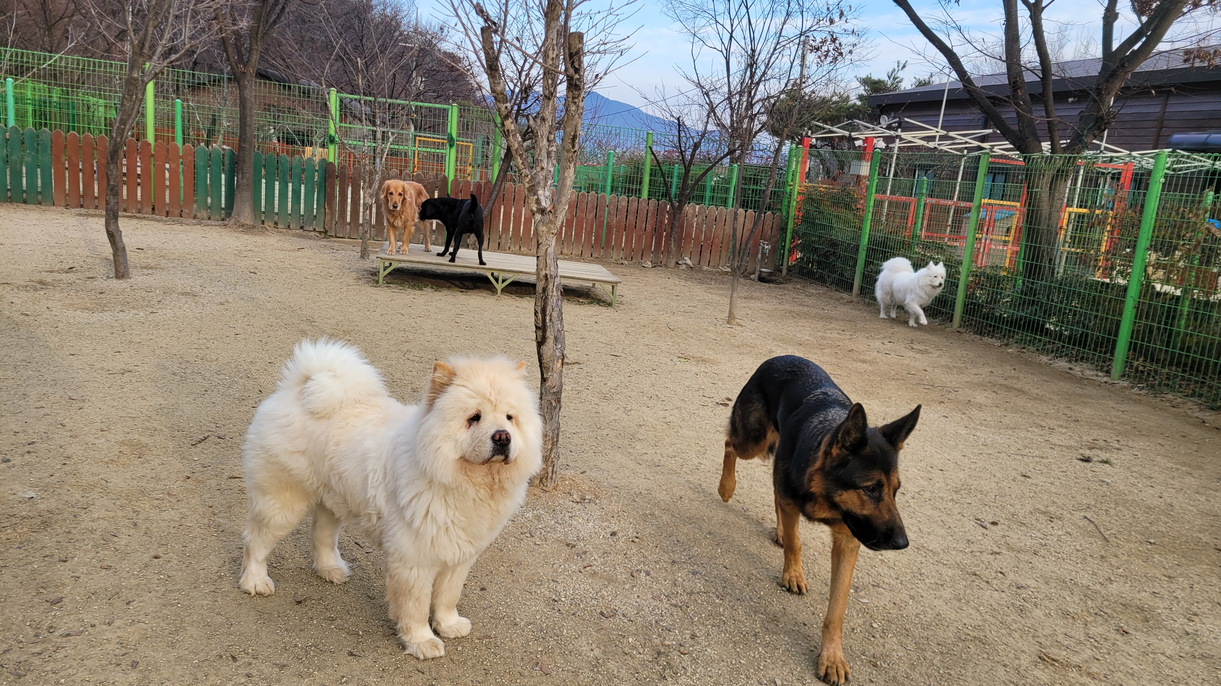 애견돌봄원 대표 이미지