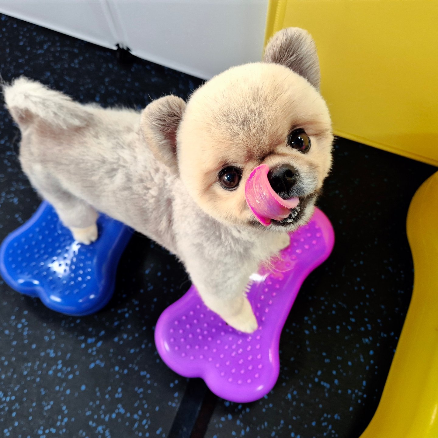 파파퍼피 이미지