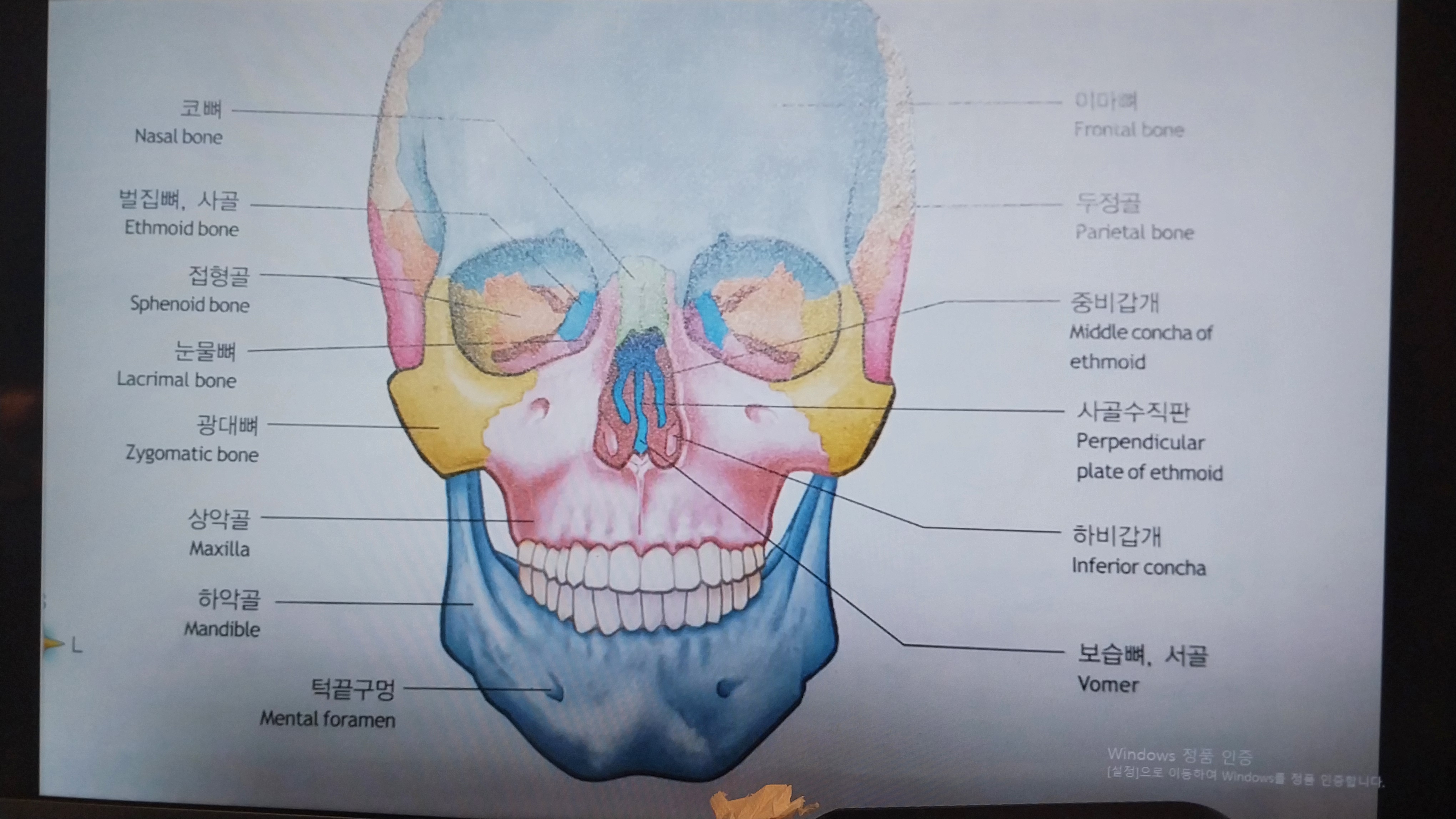 빈코스메틱