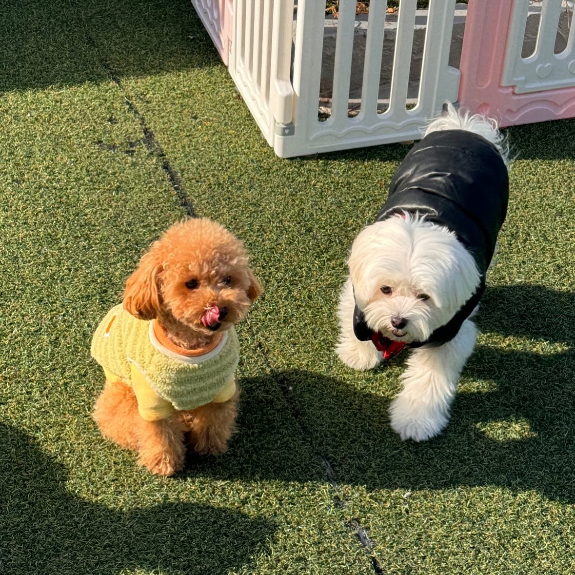 데일리독 애견 유치원 대표 이미지