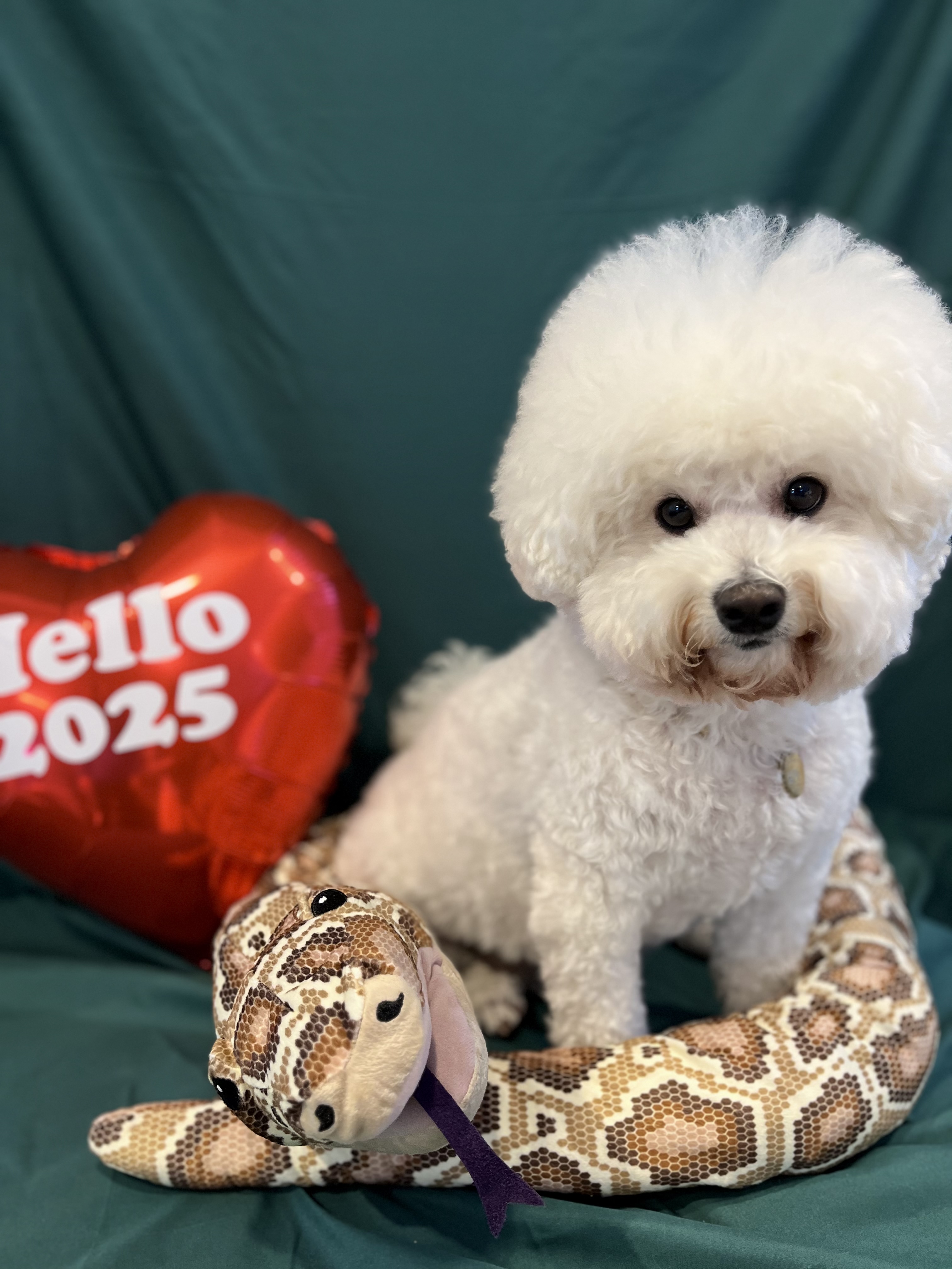 비바도기 애견유치원 애견호텔 옥계산동점 대표 이미지