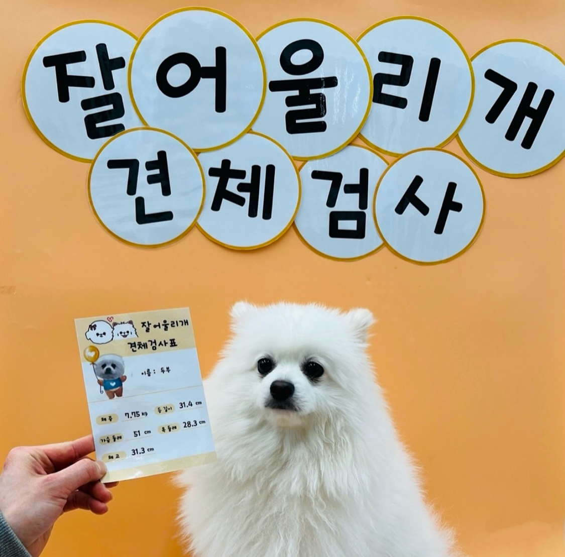 잘어울리개 대표 이미지