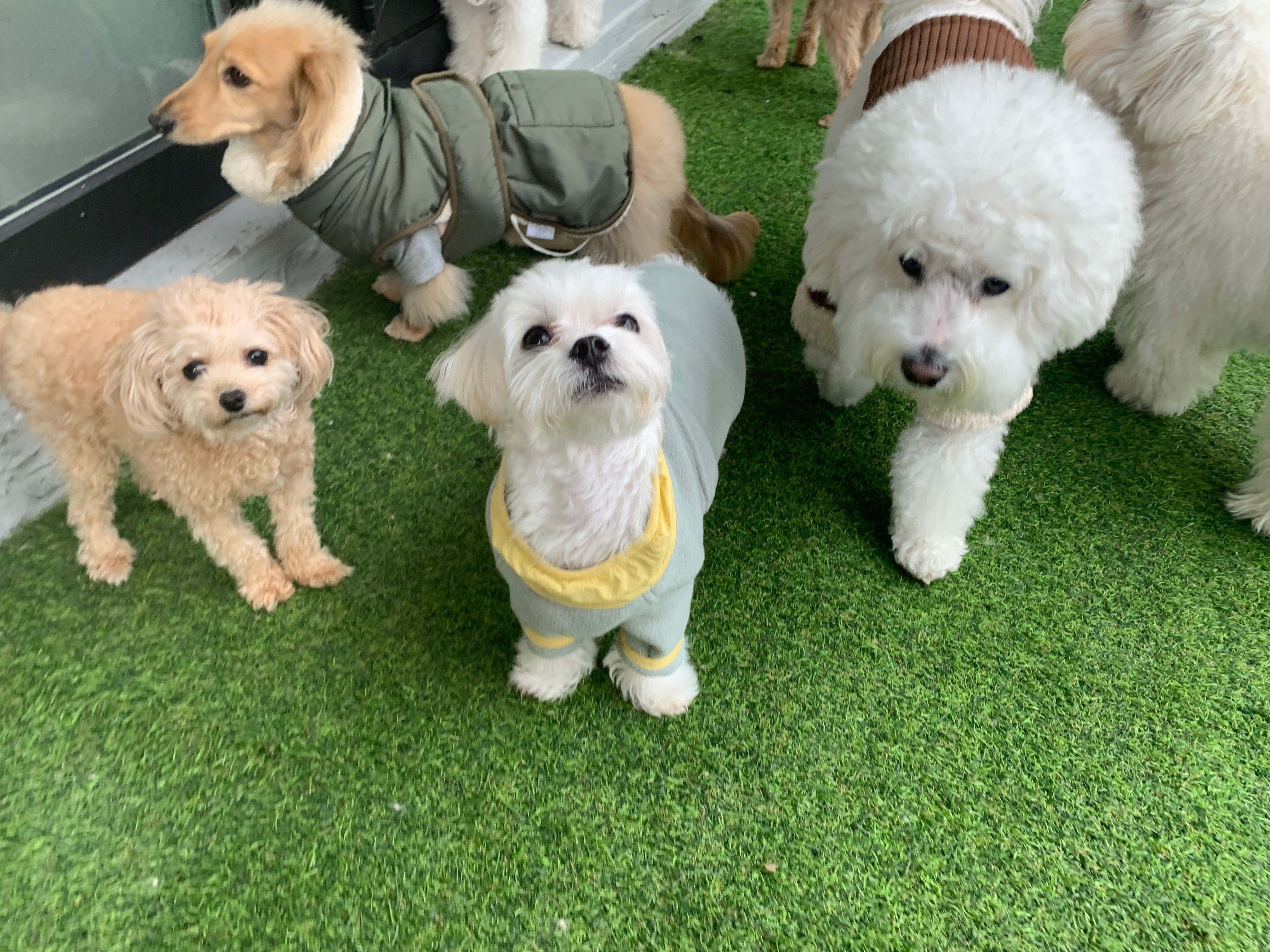 수원강아지유치원 강아지호텔 오십케이 대표 이미지