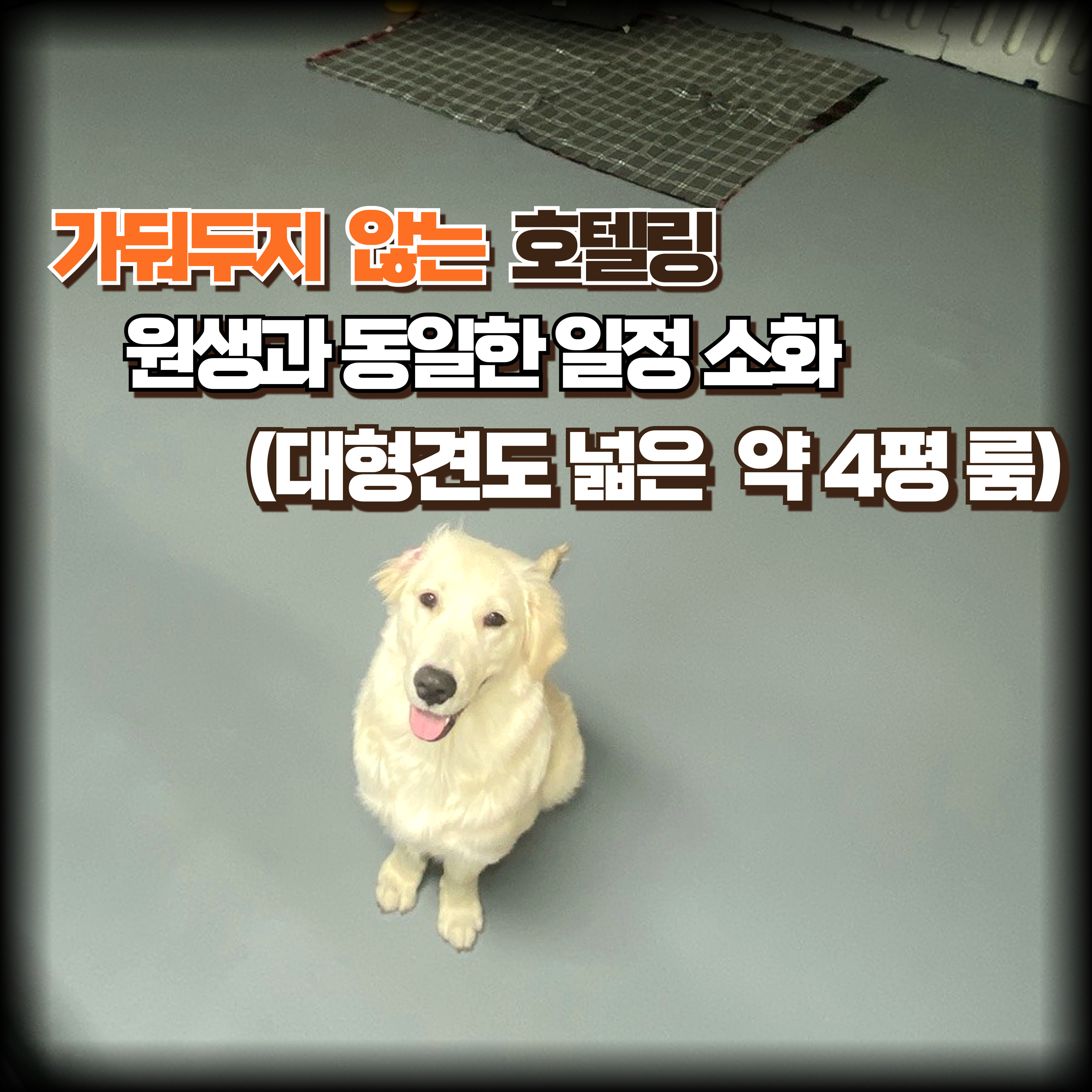 플랜더스 대표 이미지