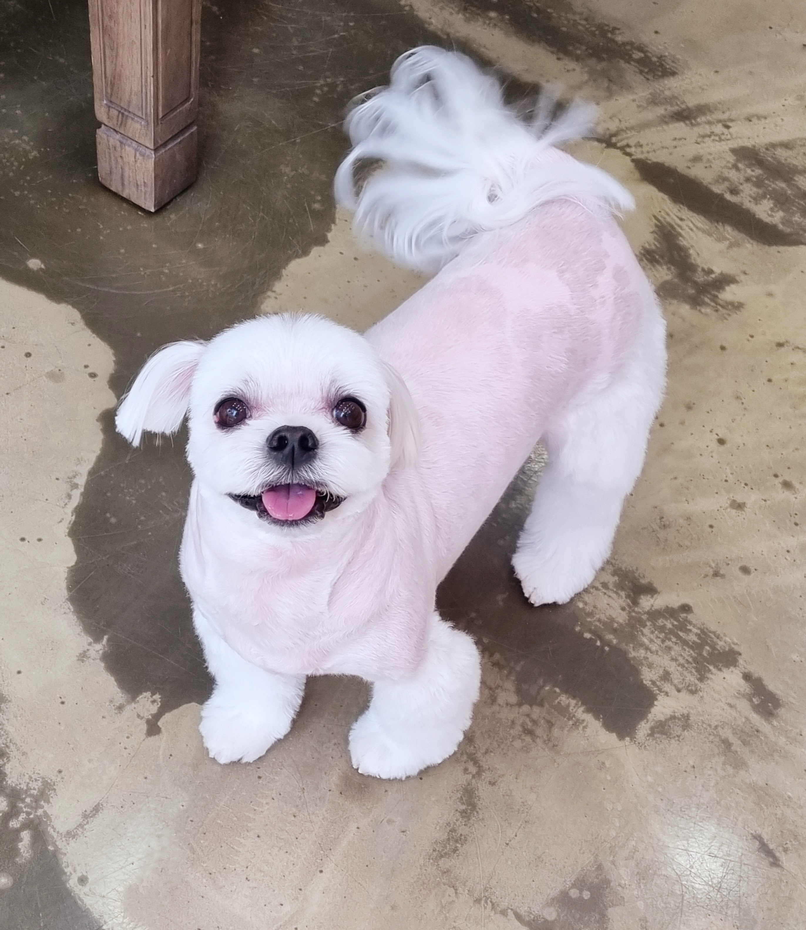애견의품격 대표 이미지