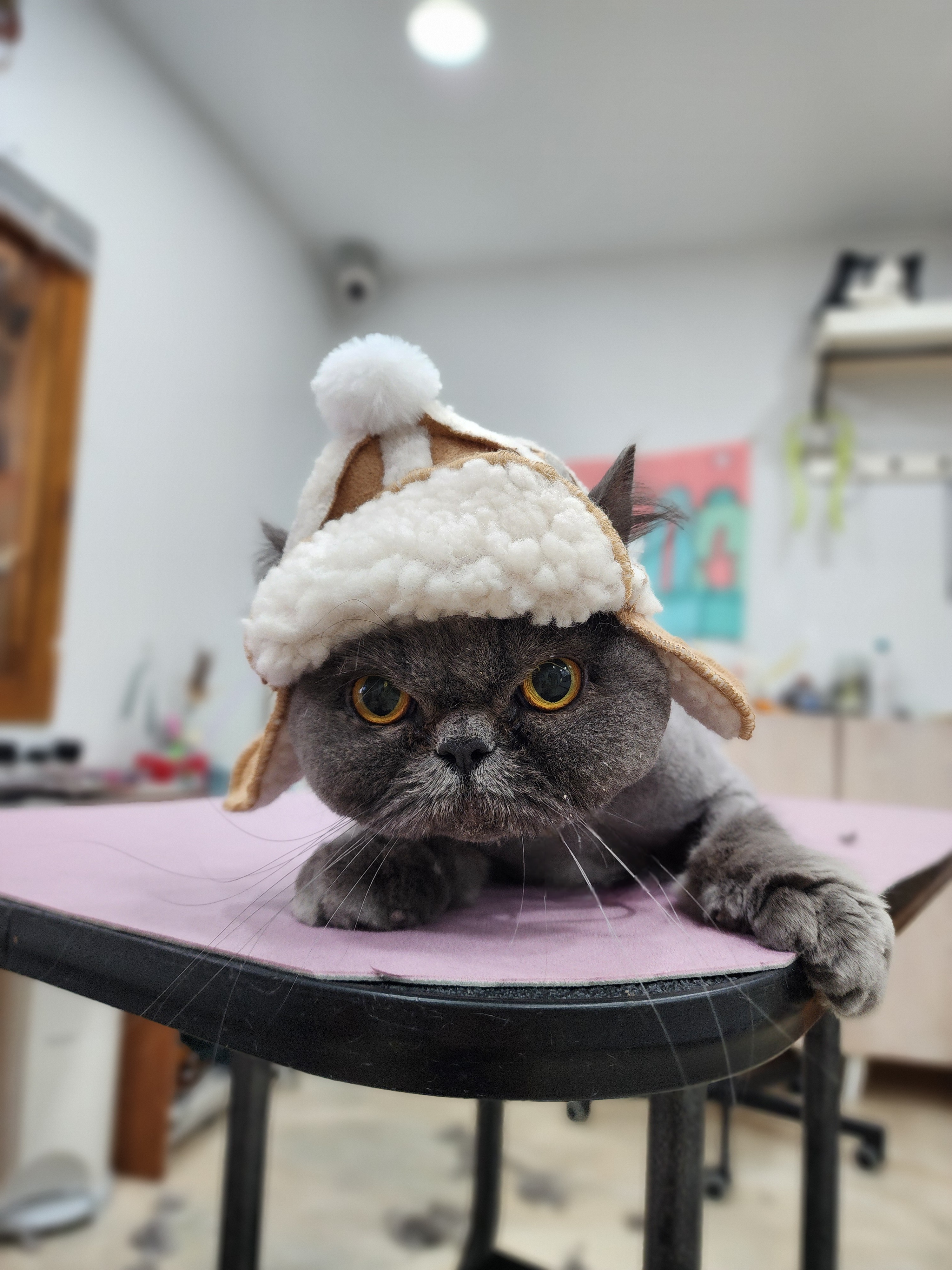 꽃길걷는고양이 대표 이미지