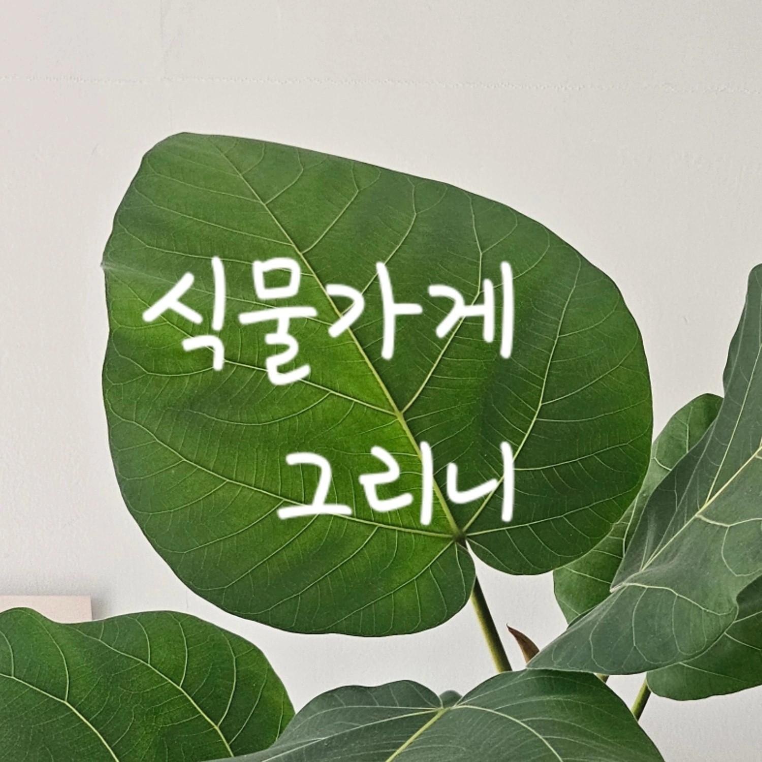 그리니
