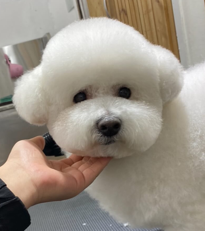 룰루랄라애견미용실 대표 이미지