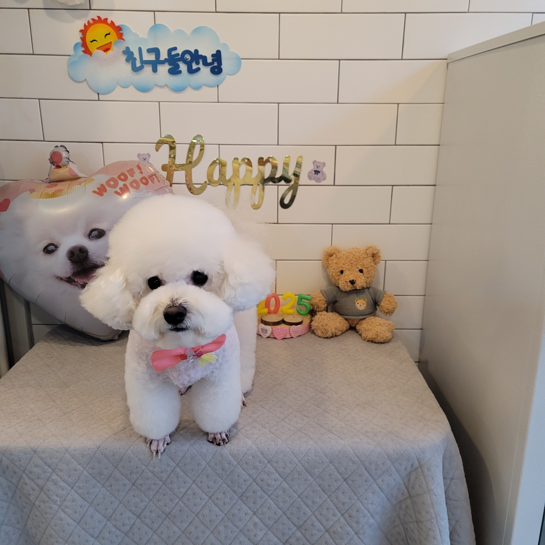도그샵 대표 이미지