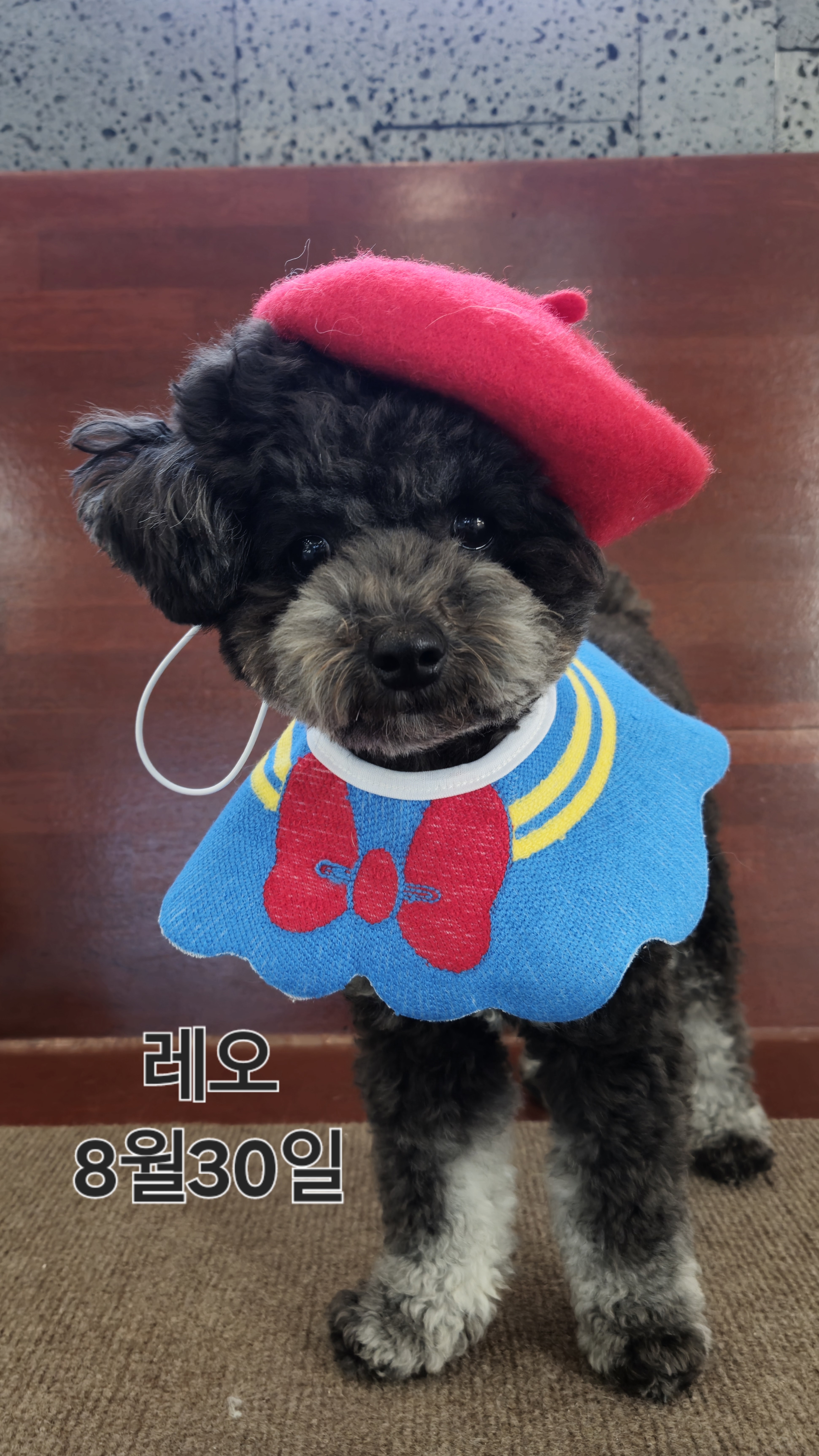 캄그루밍 대표 이미지