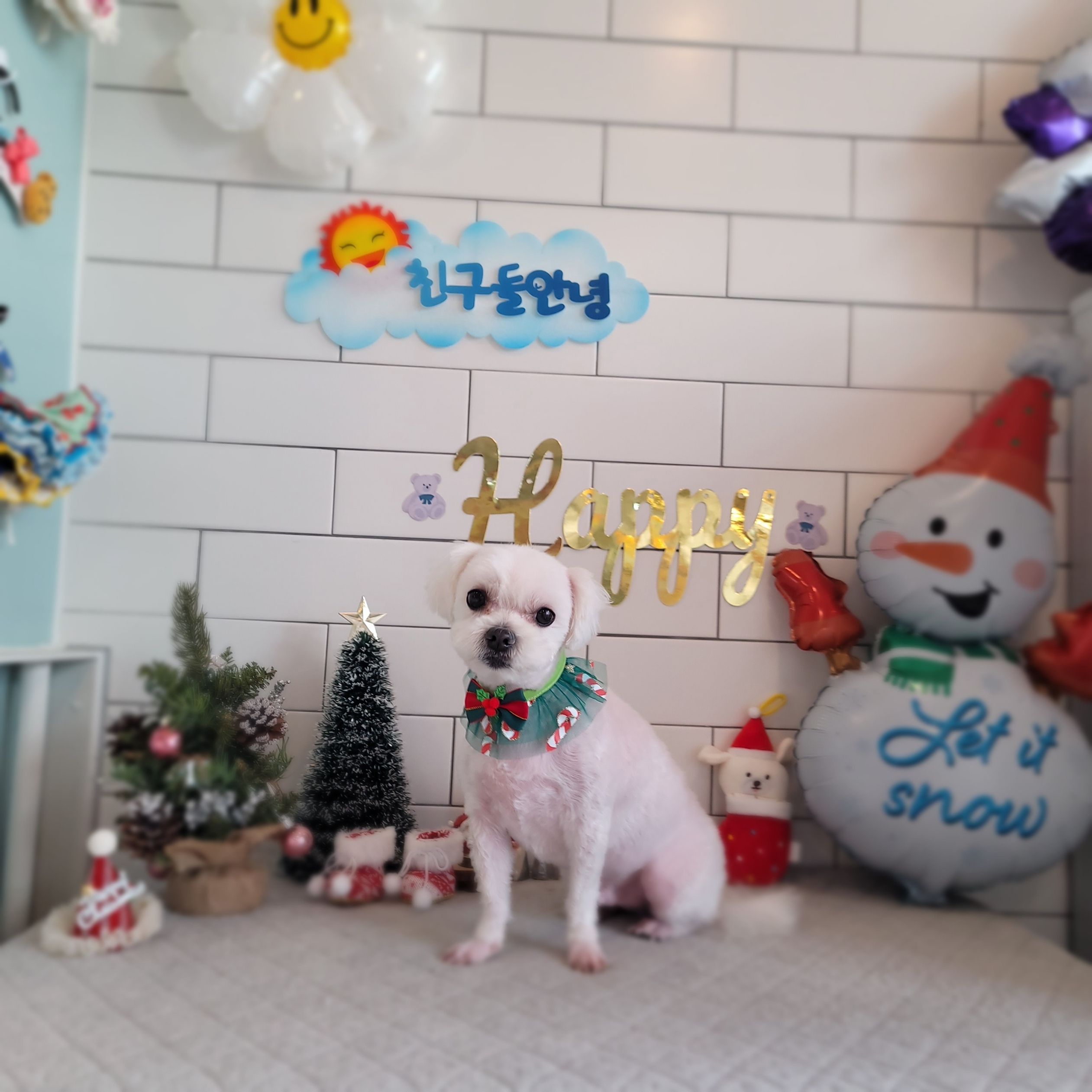 도그샵 대표 이미지
