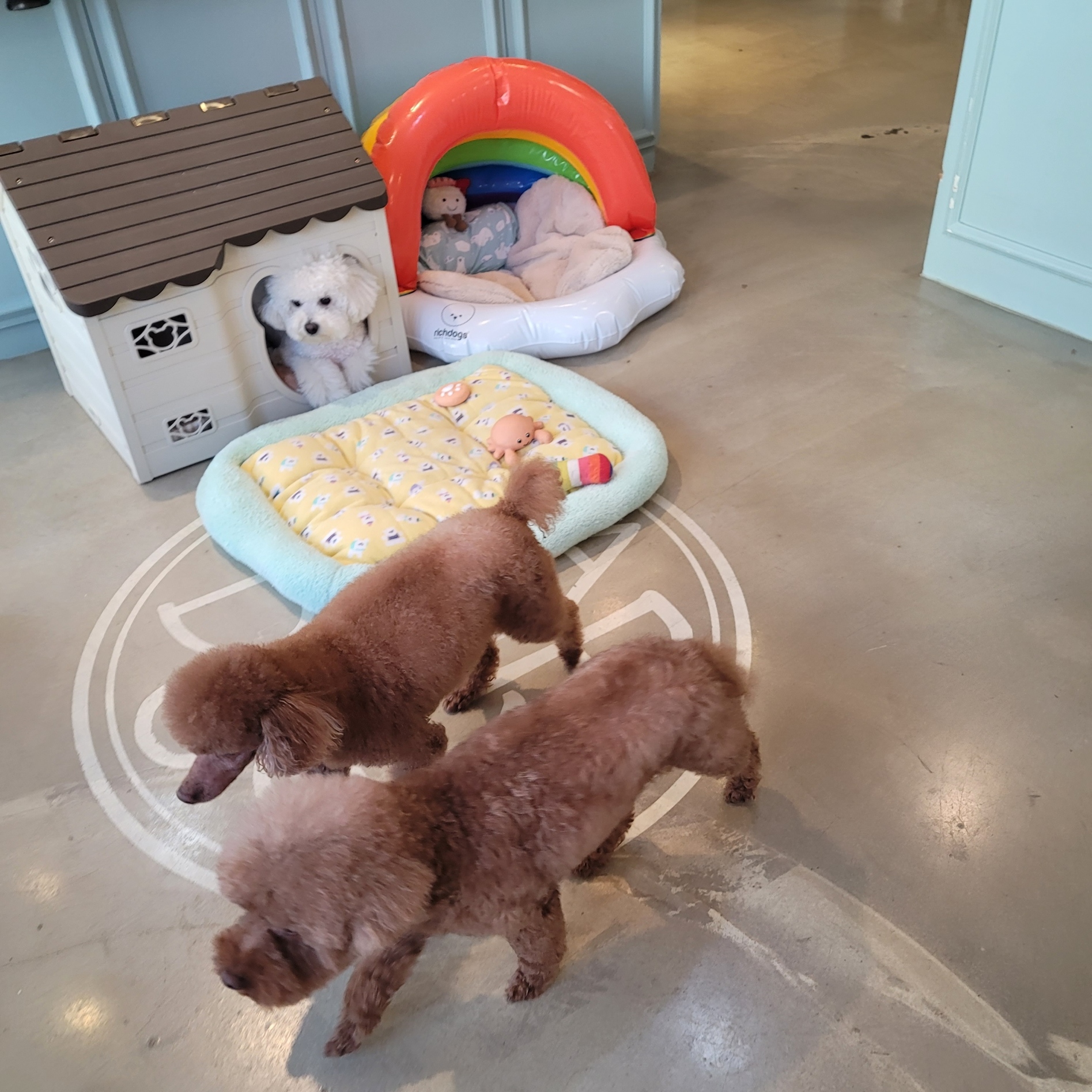 도그샵 대표 이미지