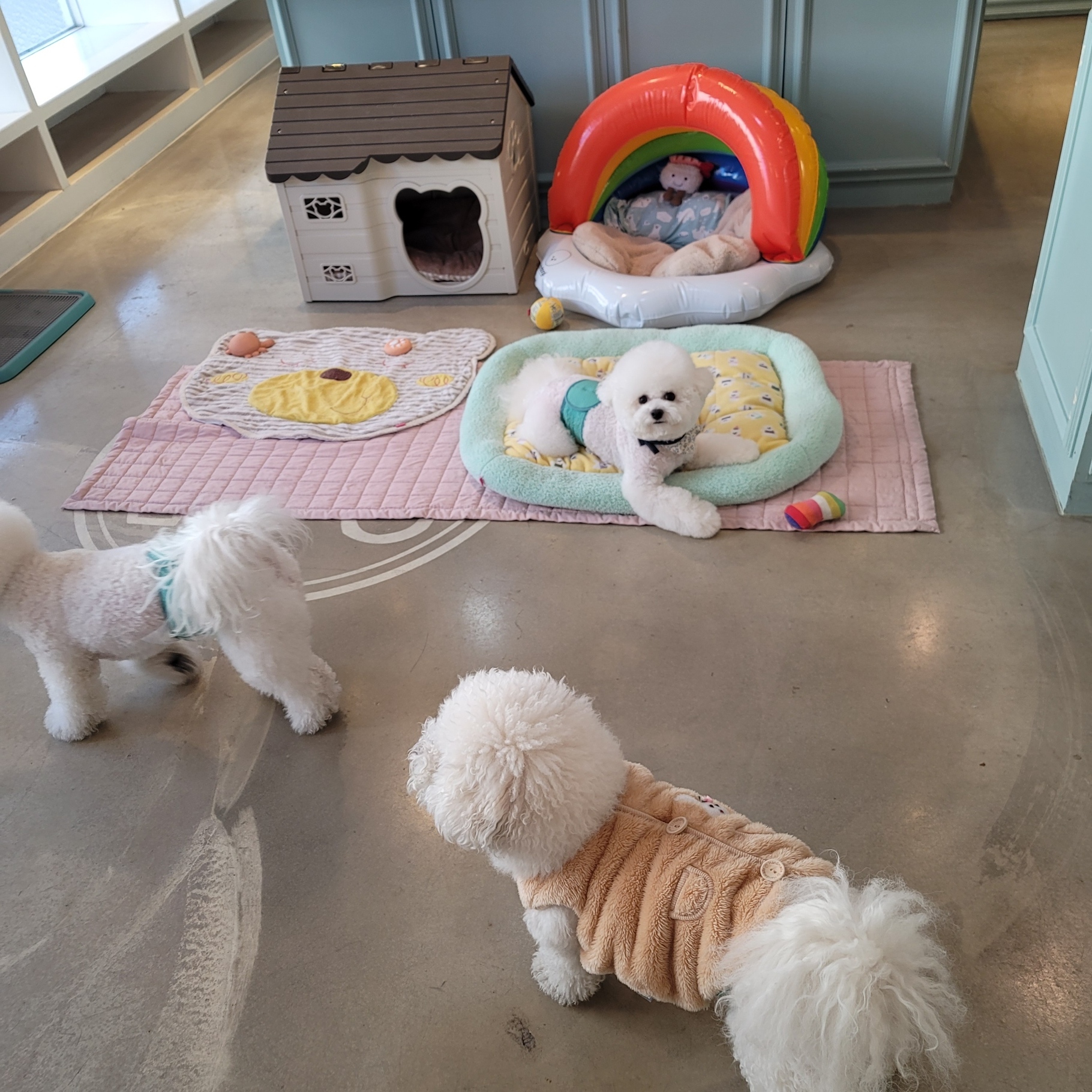 도그샵 대표 이미지
