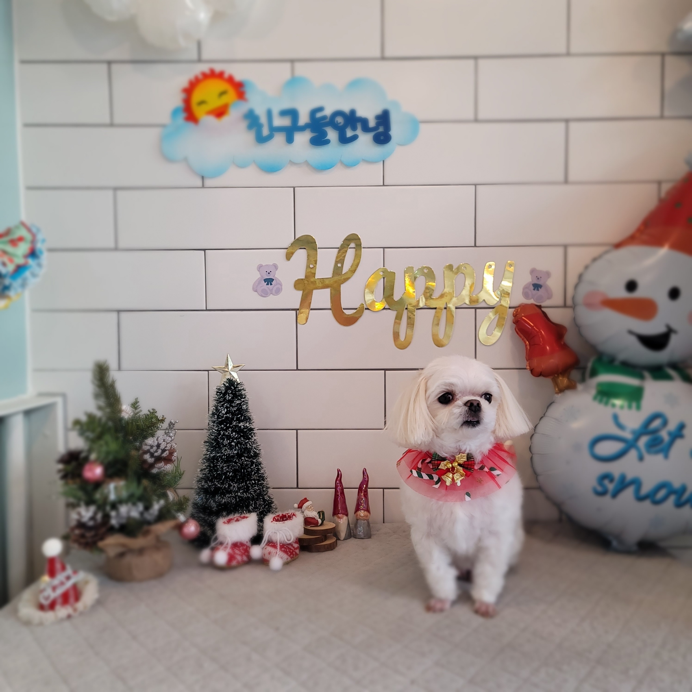 도그샵 대표 이미지