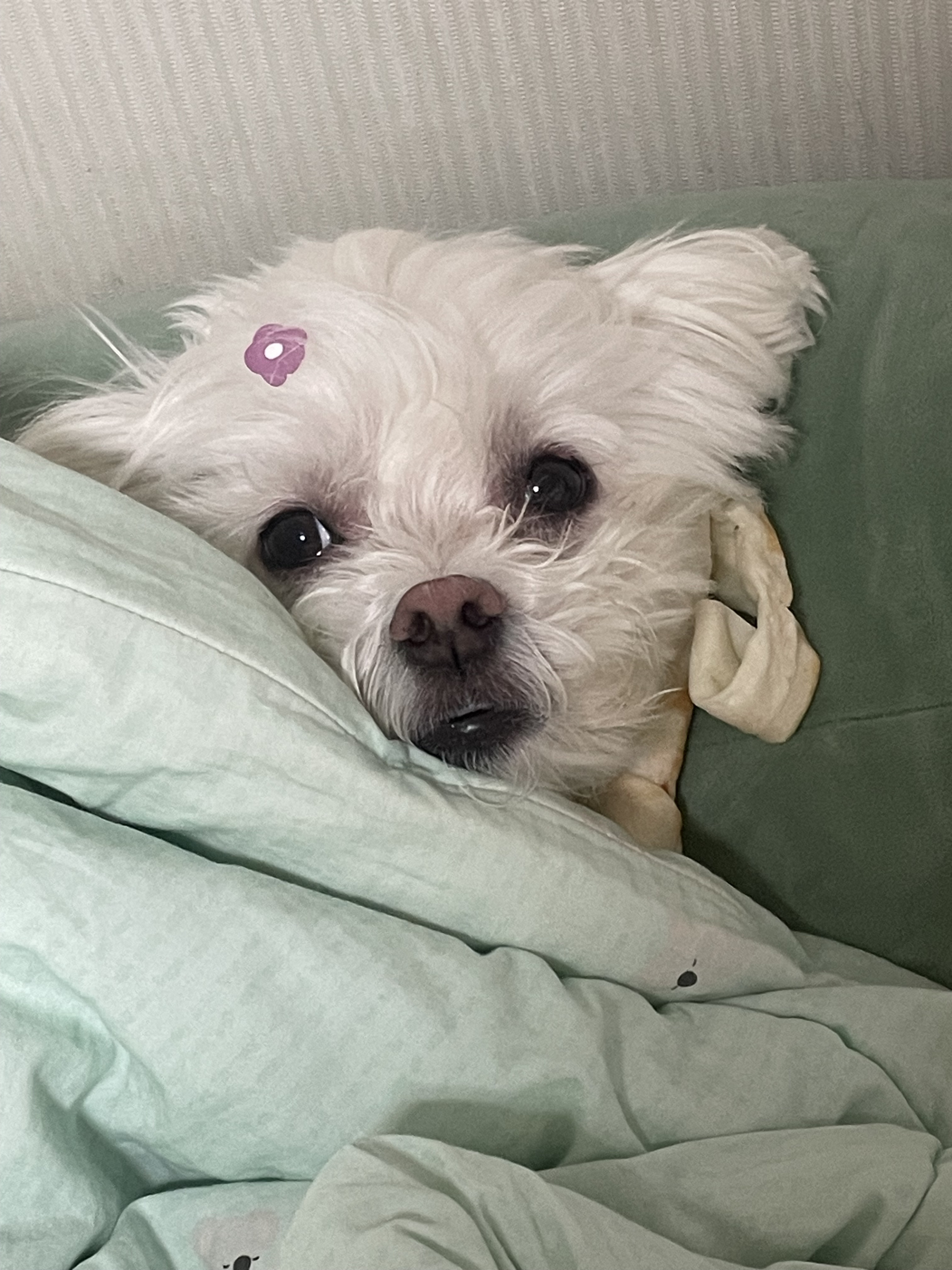 도그빌리지 대표 이미지