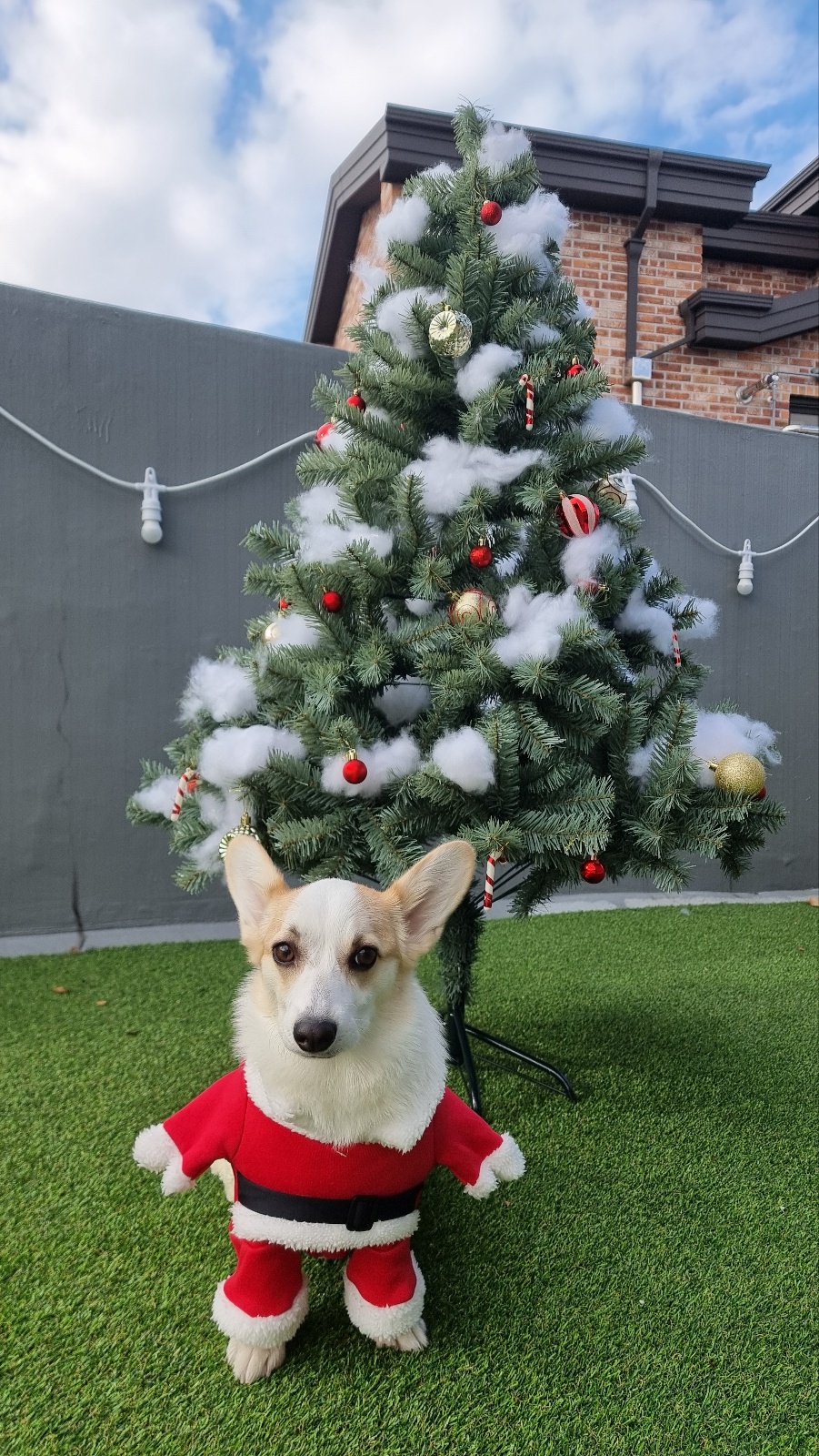 굿독플러스 애견유치원, 호텔, 운동장 대표 이미지