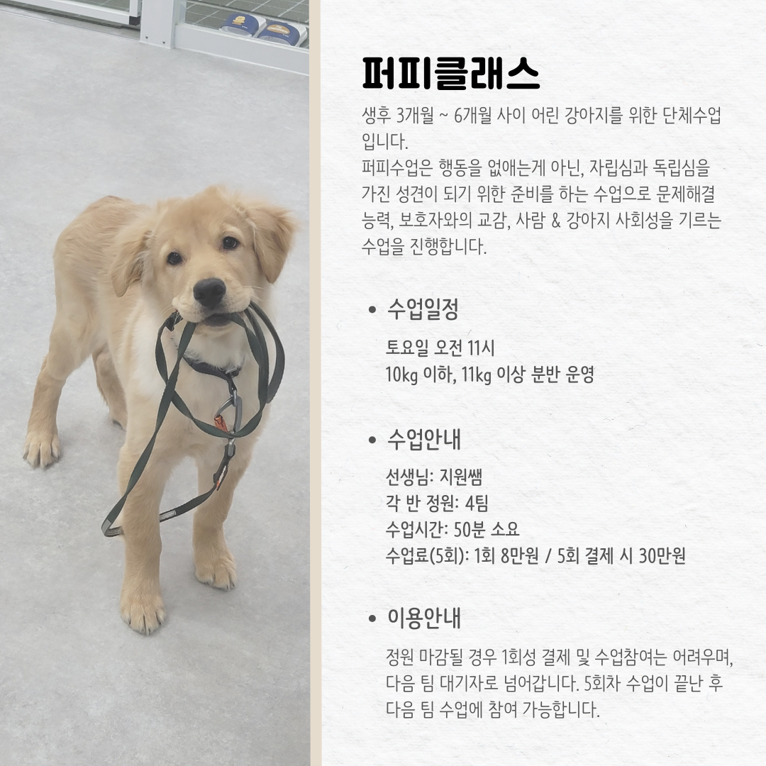 반려인학교 대표 이미지