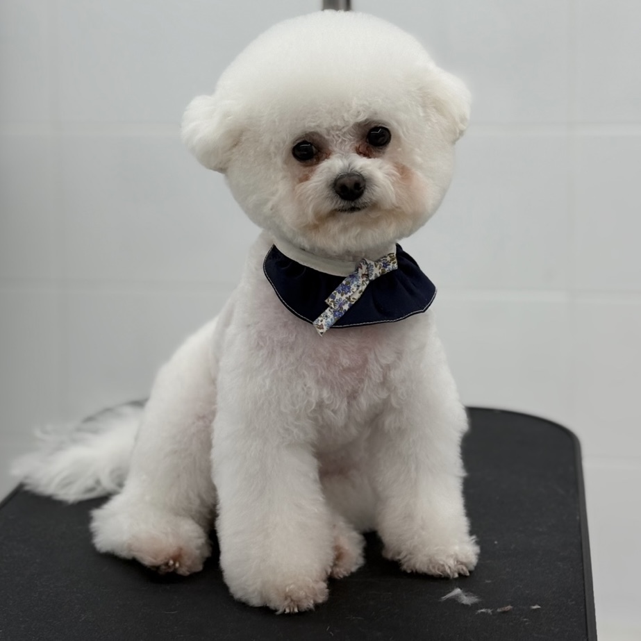 비니펫 대표 이미지