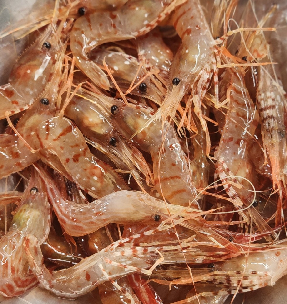 북방새우 본점