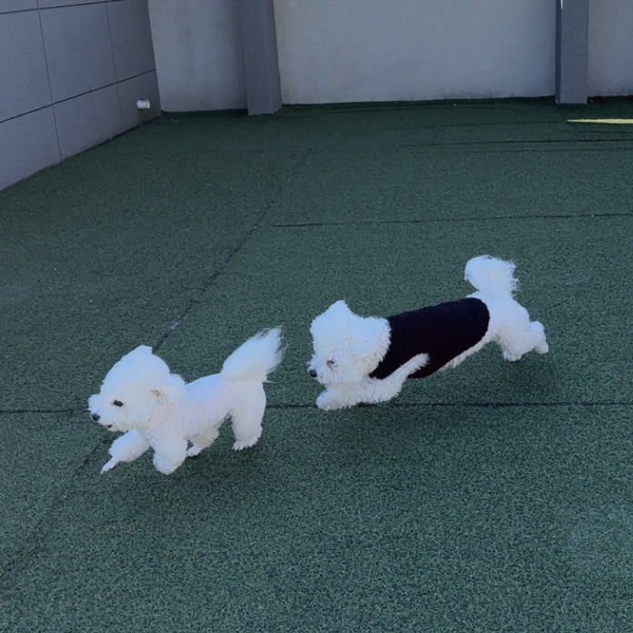 댕그랑댕 애견유치원 대표 이미지