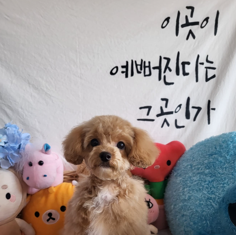 멍멍이발소 대표 이미지