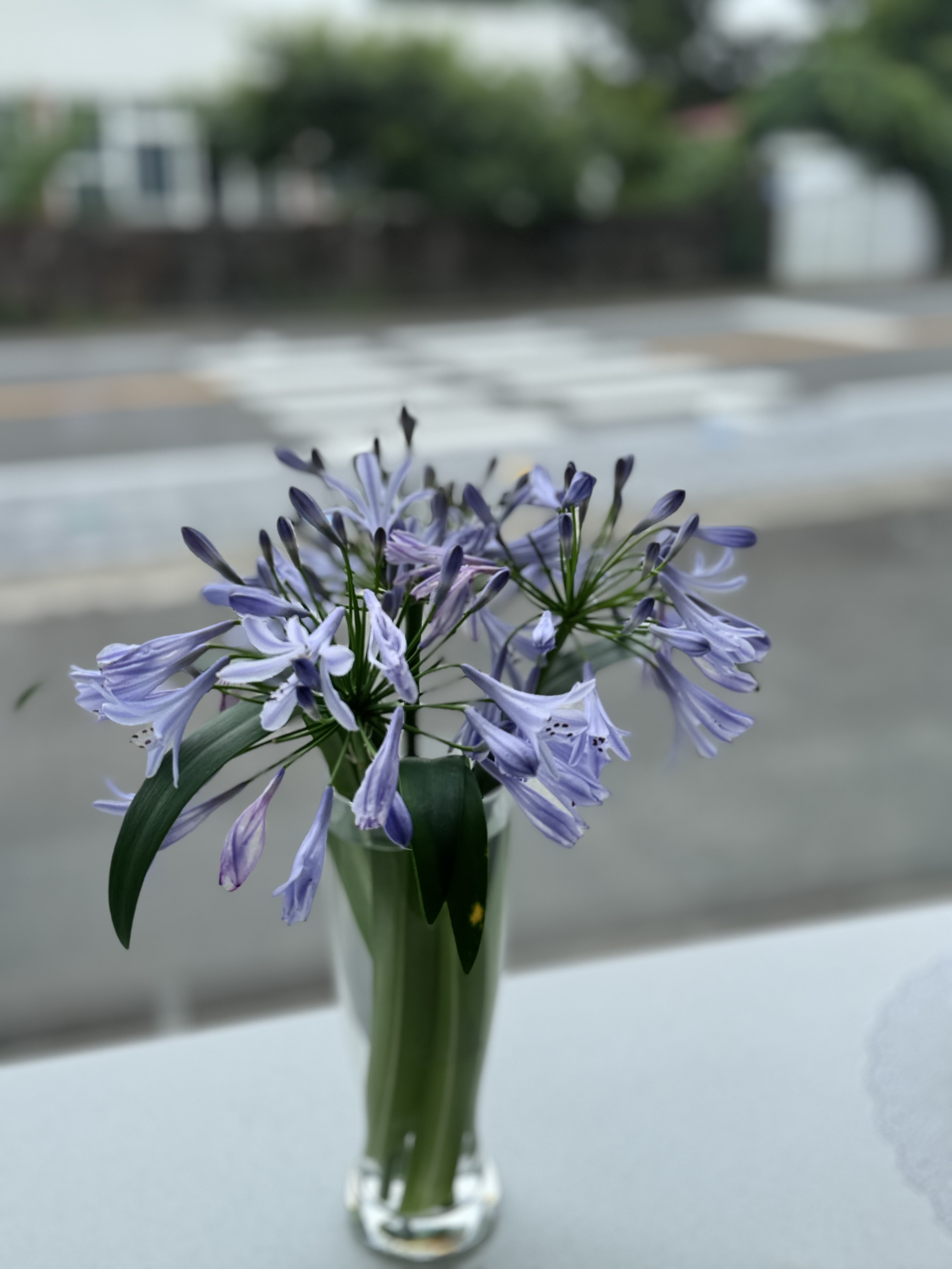 제주르방