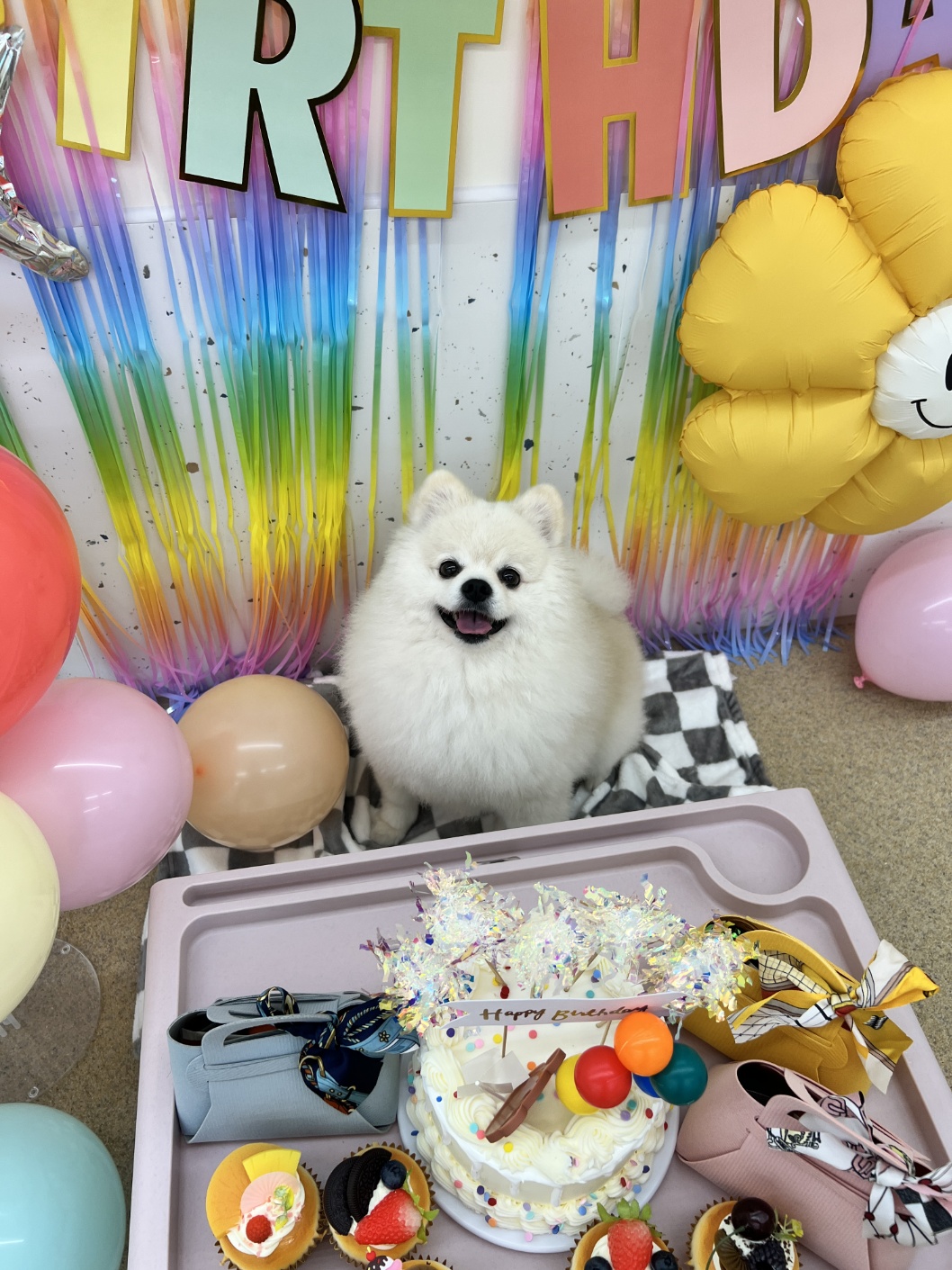 놀러오개 애견유치원 애견호텔 동대문점 대표 이미지