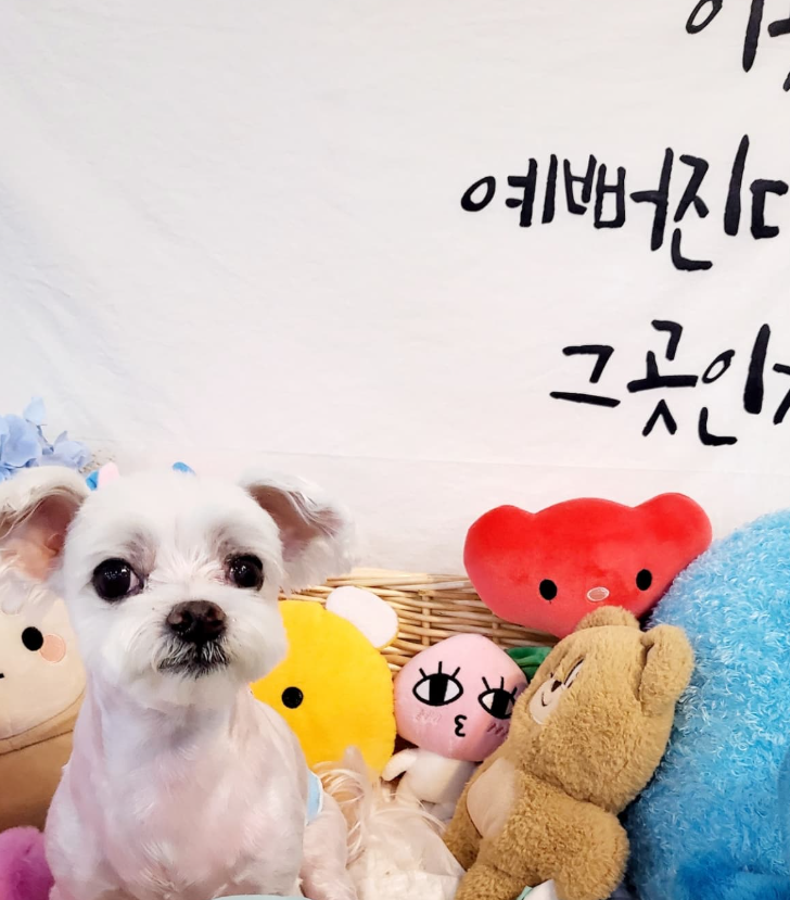 멍멍이발소 대표 이미지