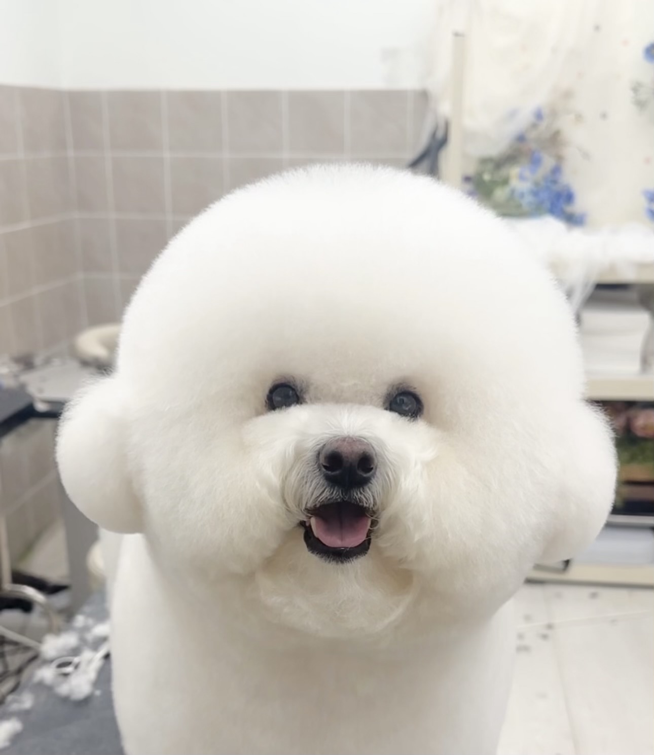 일랑일랑 대표 이미지