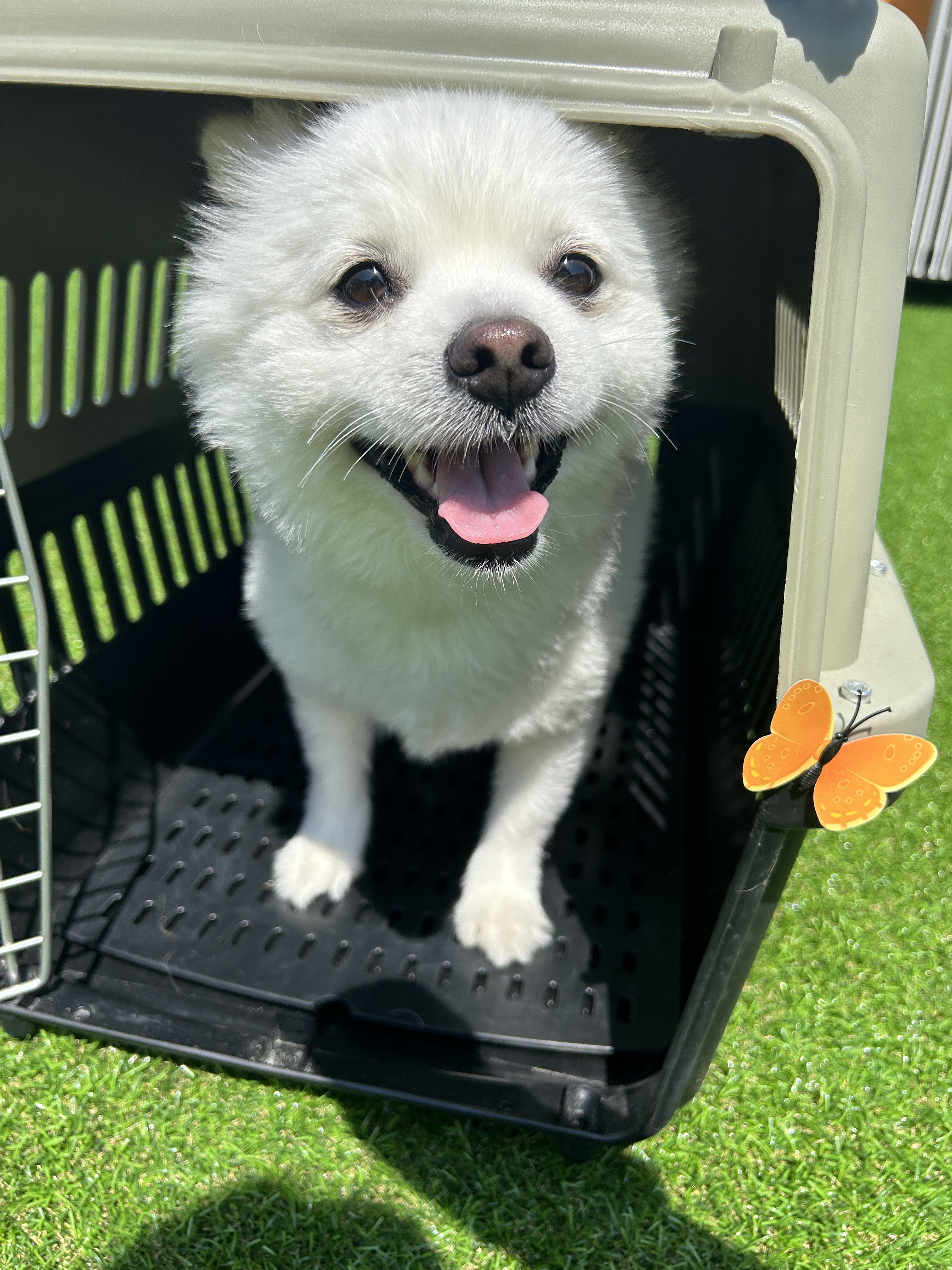 놀러오개 애견유치원 애견호텔 동대문점 대표 이미지