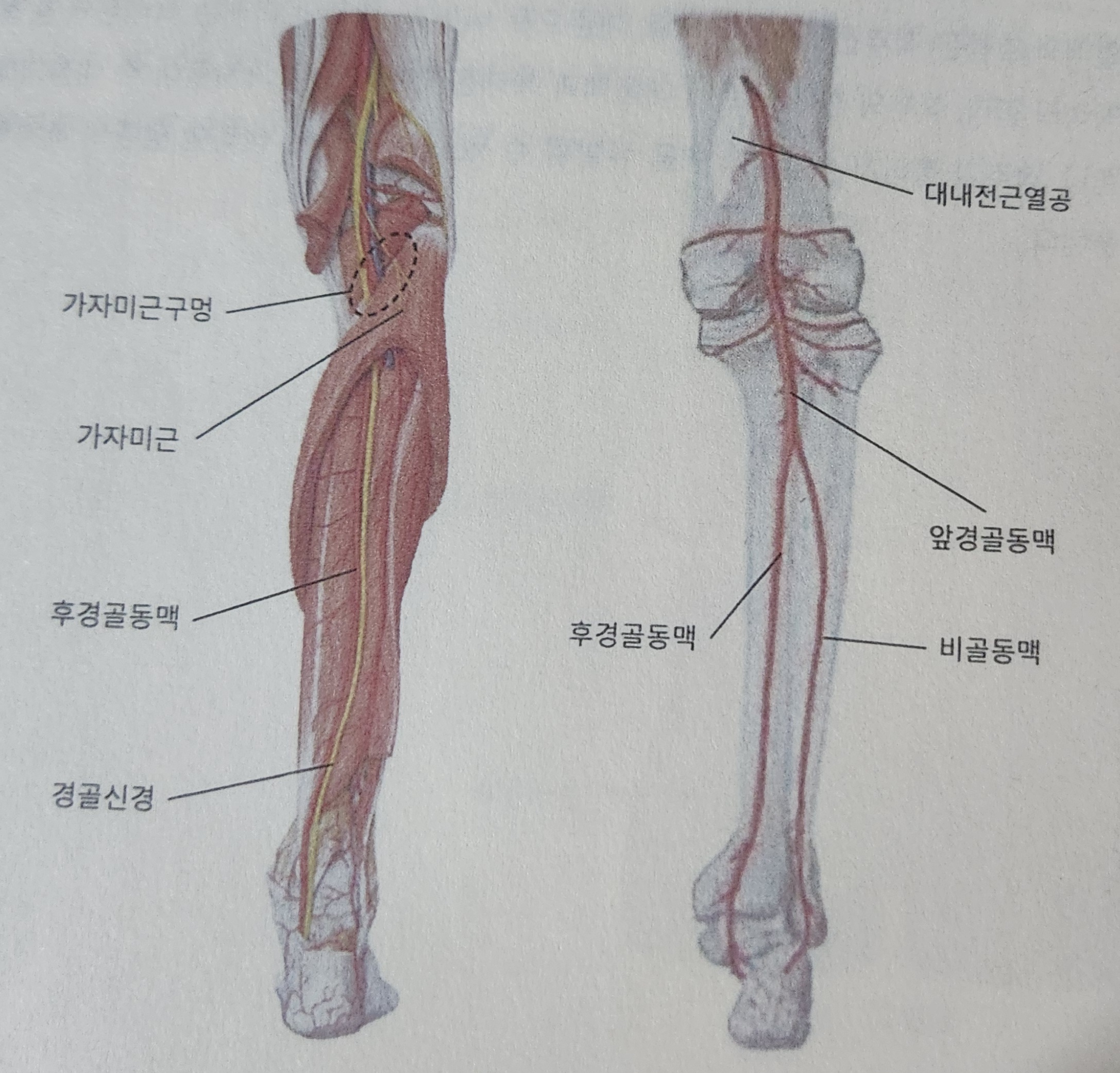 비에스테라피